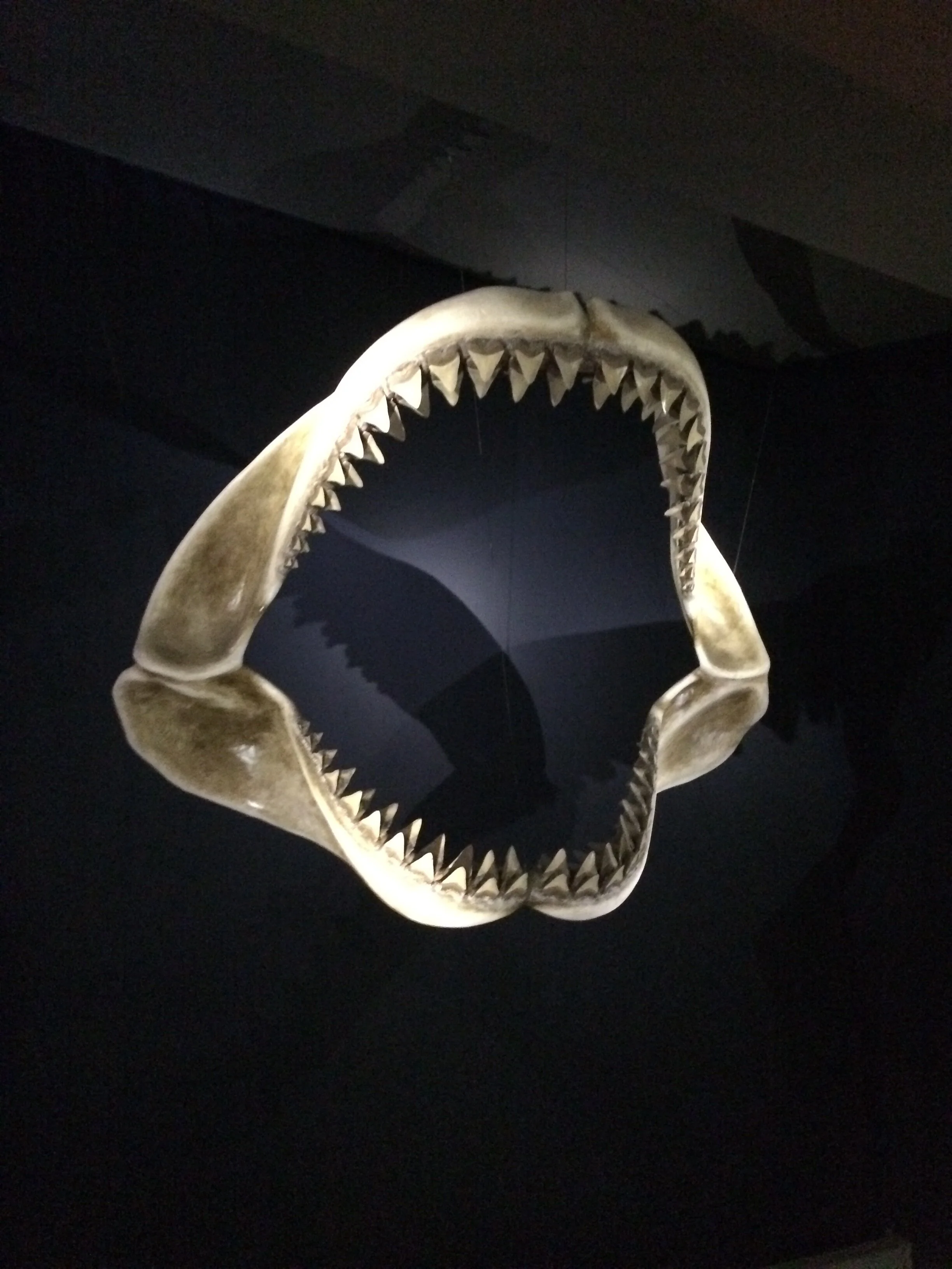 Magalodon jaw fossil, The Deep, Hull