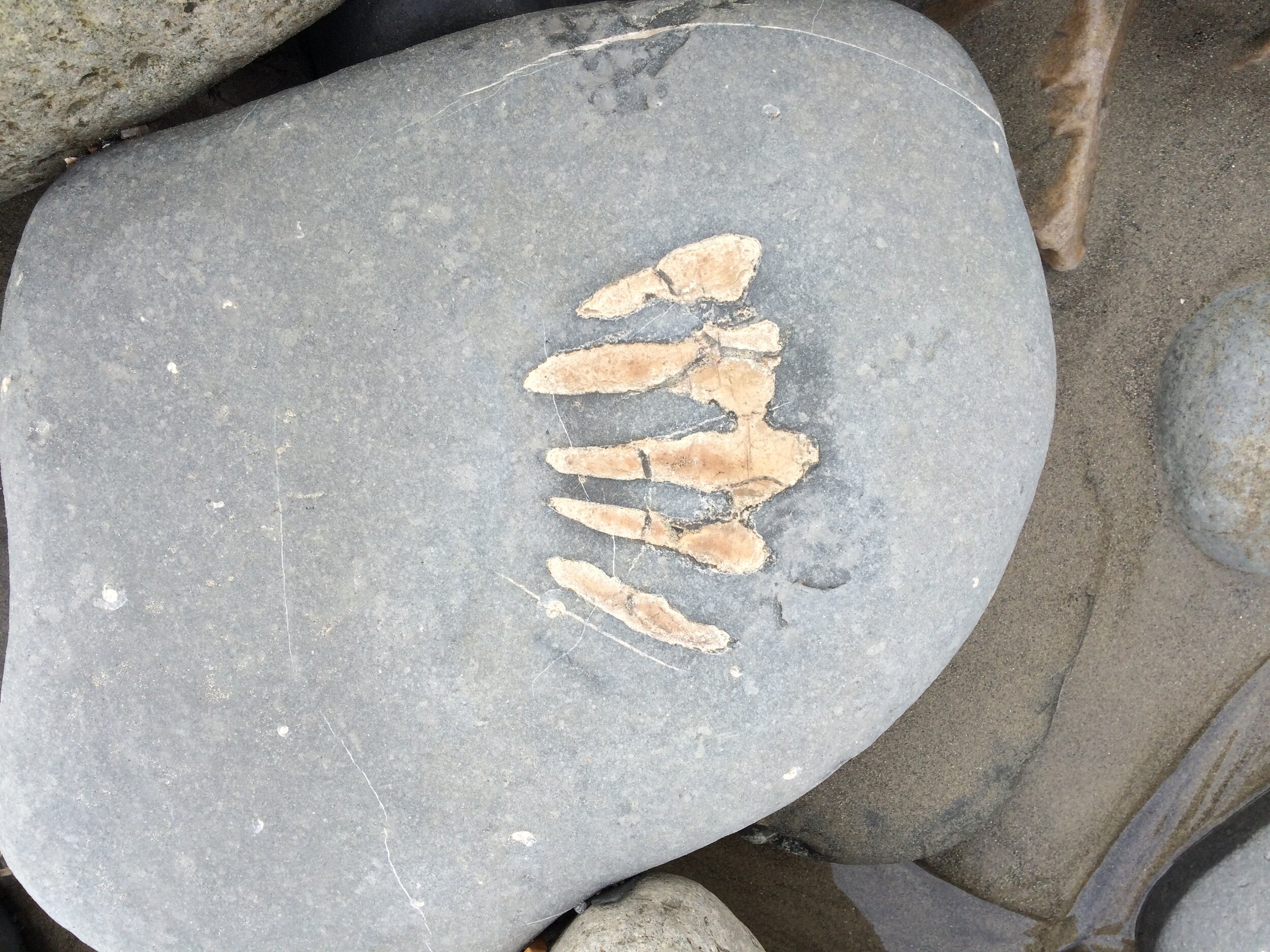 Fossil fragment, Lyme Regis Beach, Dorset