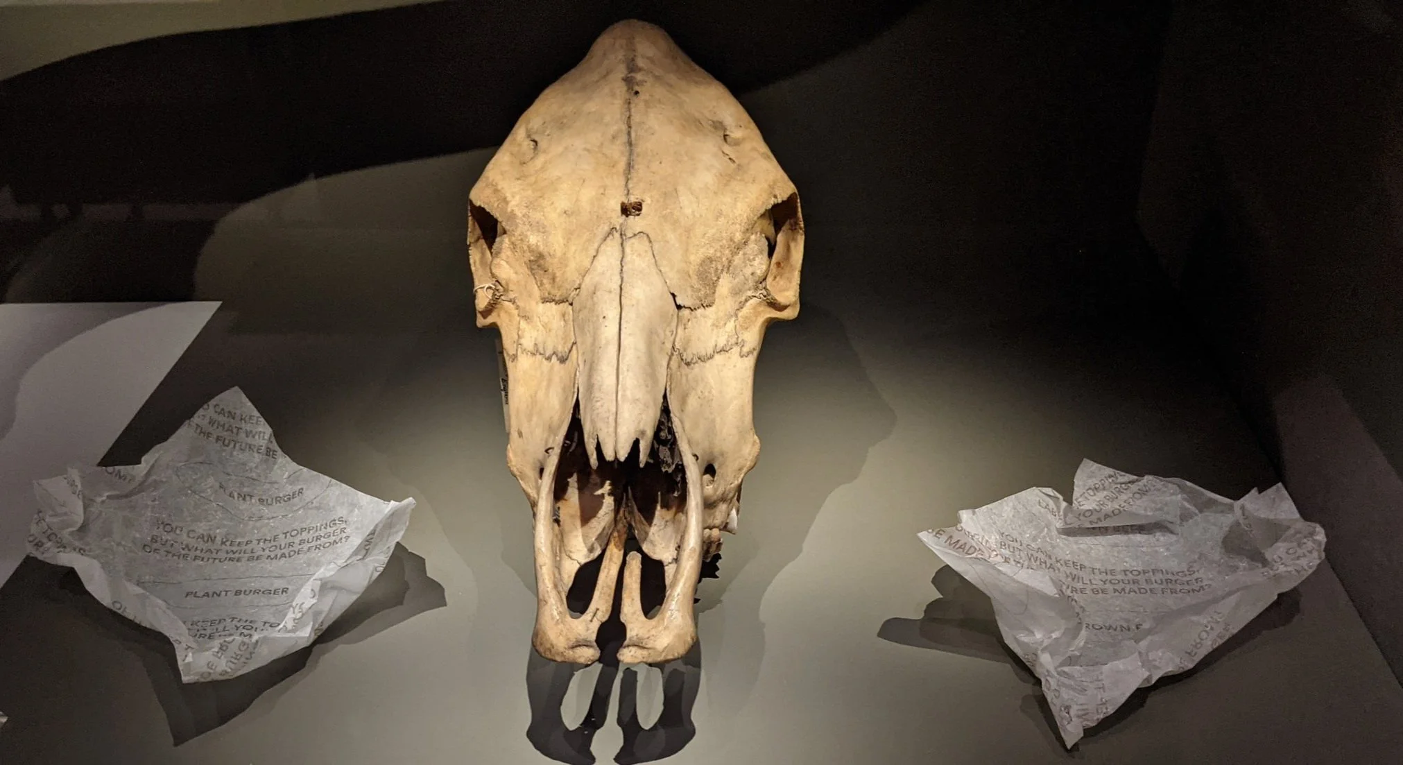 Cow skull, Natural History Museum, London