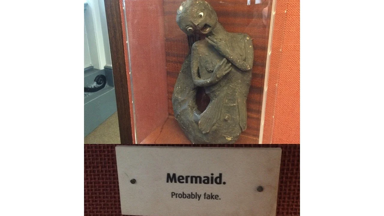 Mermaid (probably fake), Hull Maritime Museum