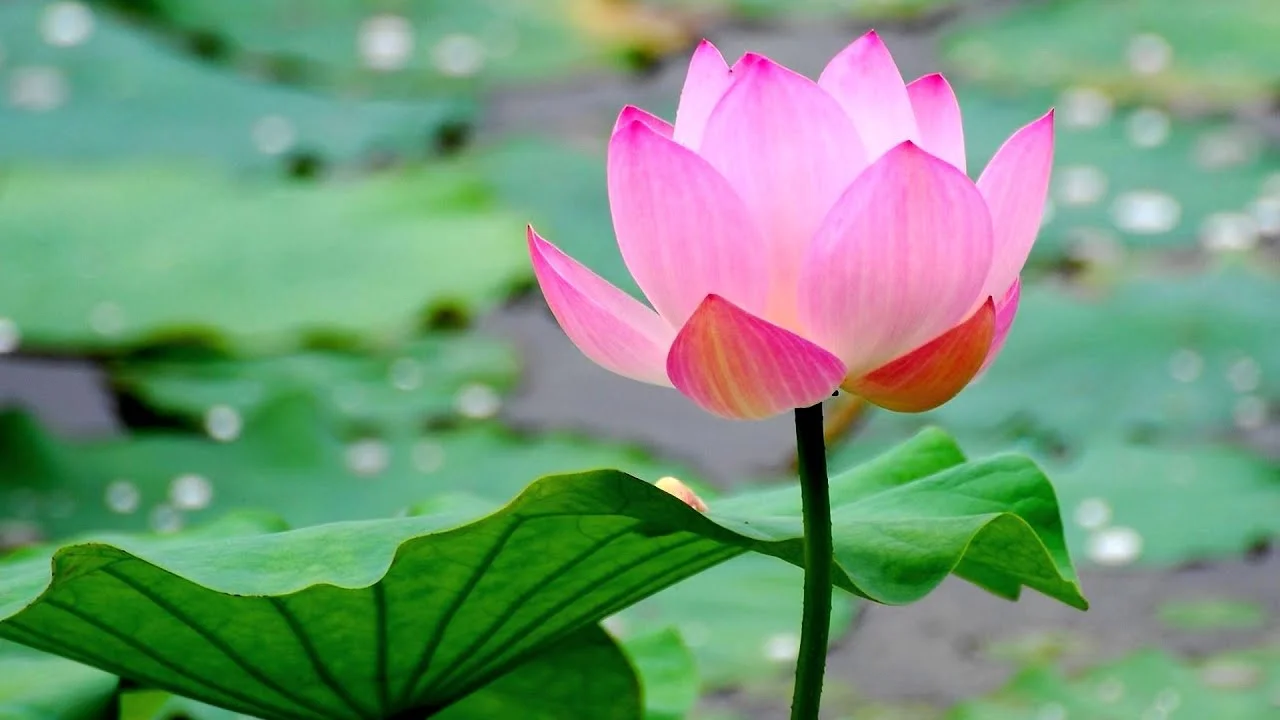 lotus.jpg