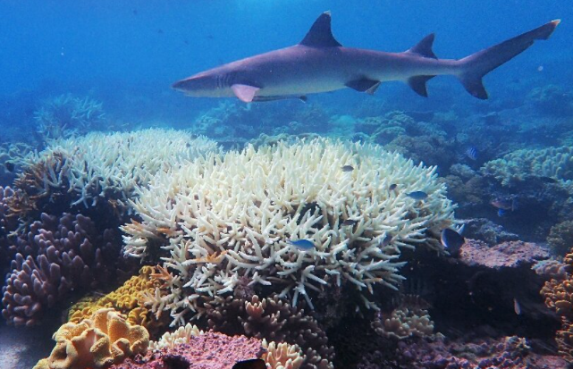 Barrier Reef Bleaching