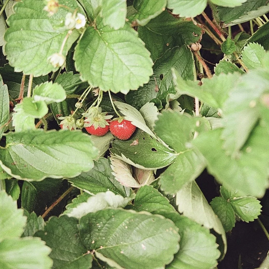 Close-up of wild strawberries growing among green leaves.
