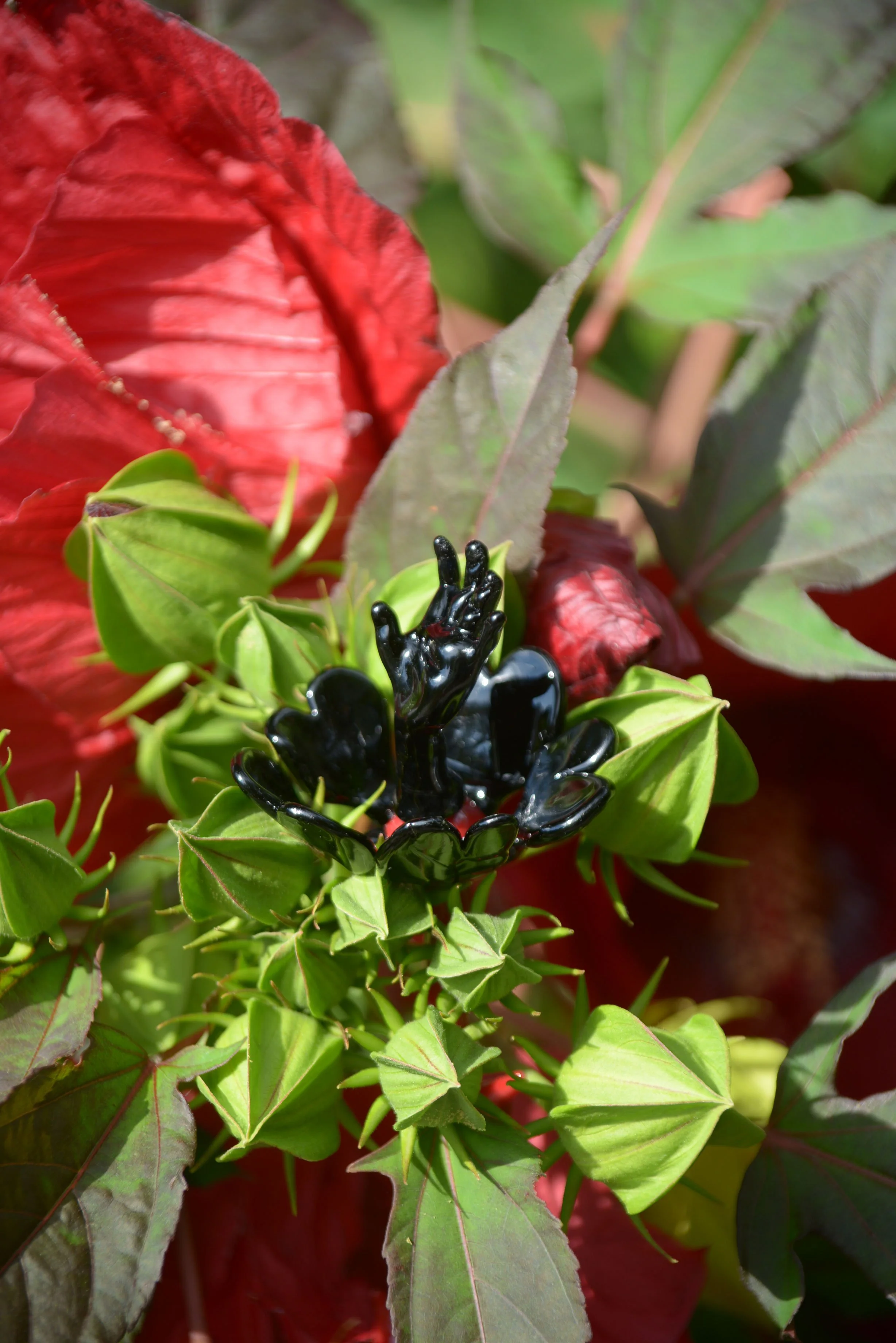 Kuo.Molmol.6 - Molmol k.JPG