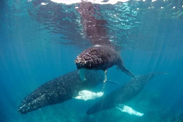 humpback-whale-group.jpg