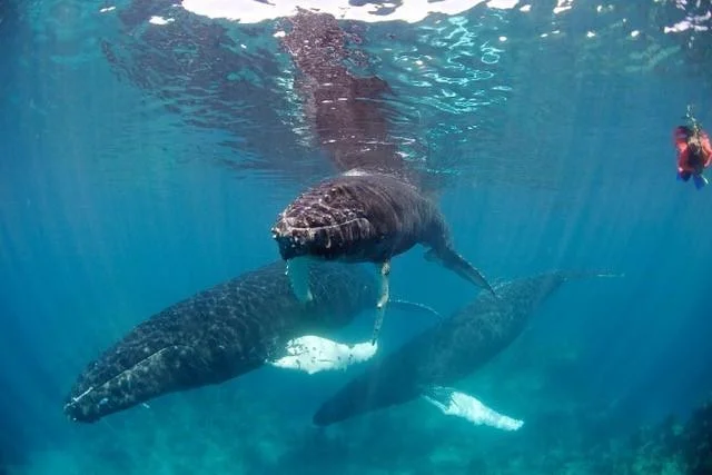 Humpback_Whales.jpg