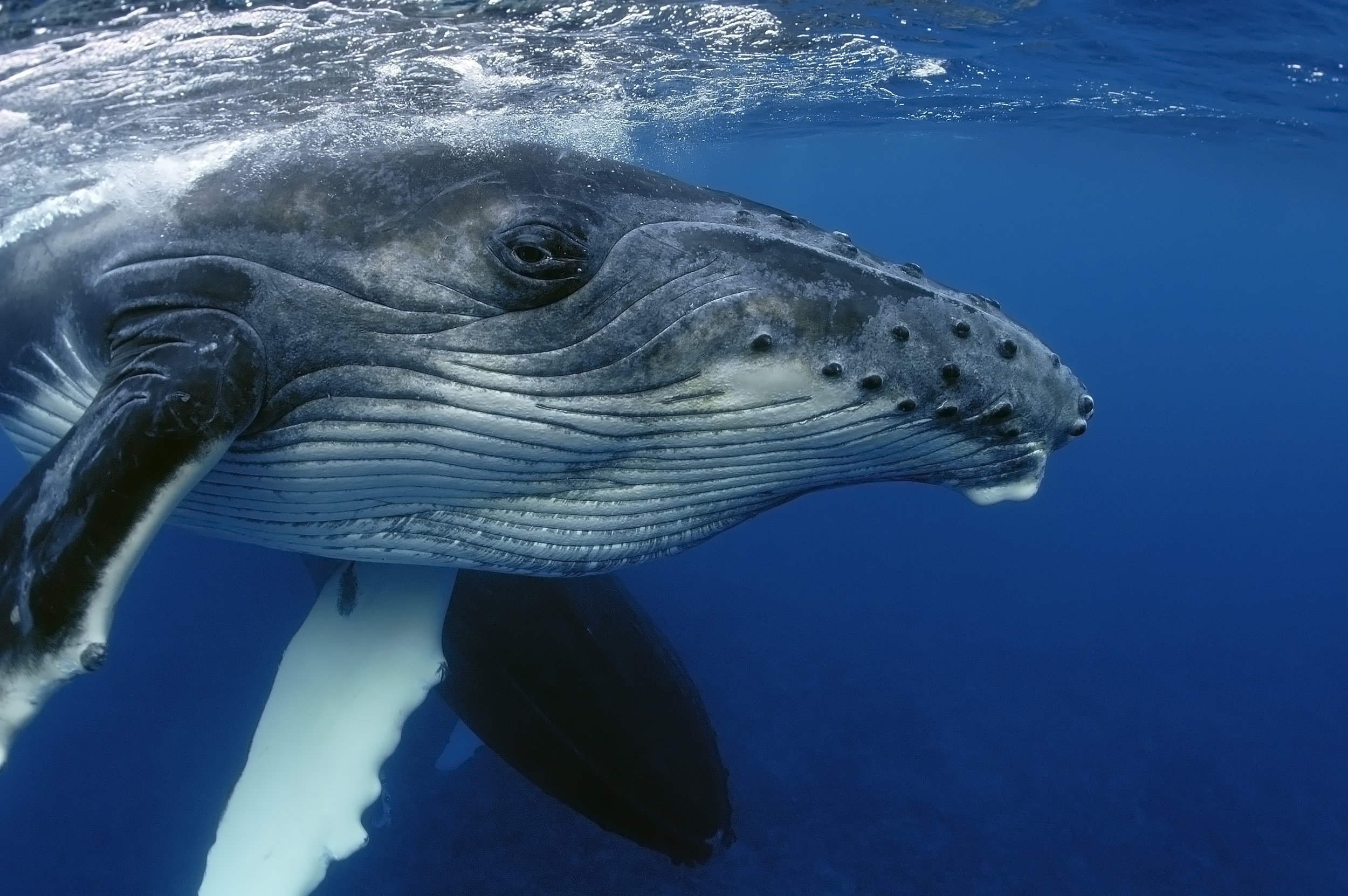 How Diving Deep into Whale Energy Helped Me Heal