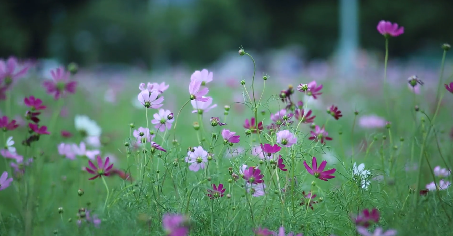 Screen Shot 2018-03-19 at 10.29.29 AM.png