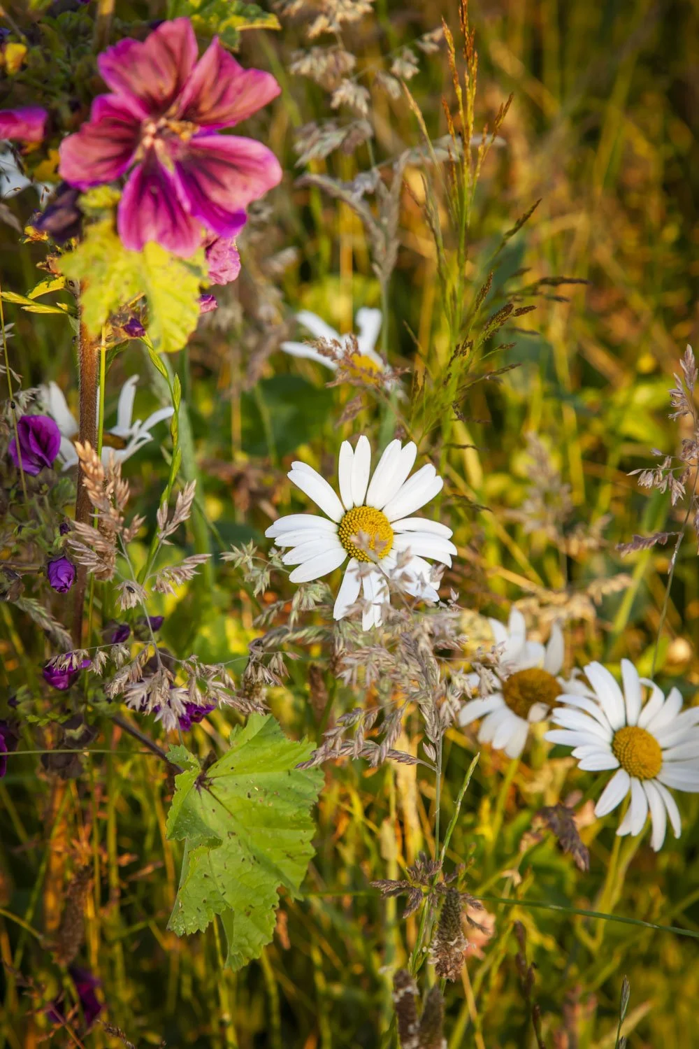 Sommersonnenwende