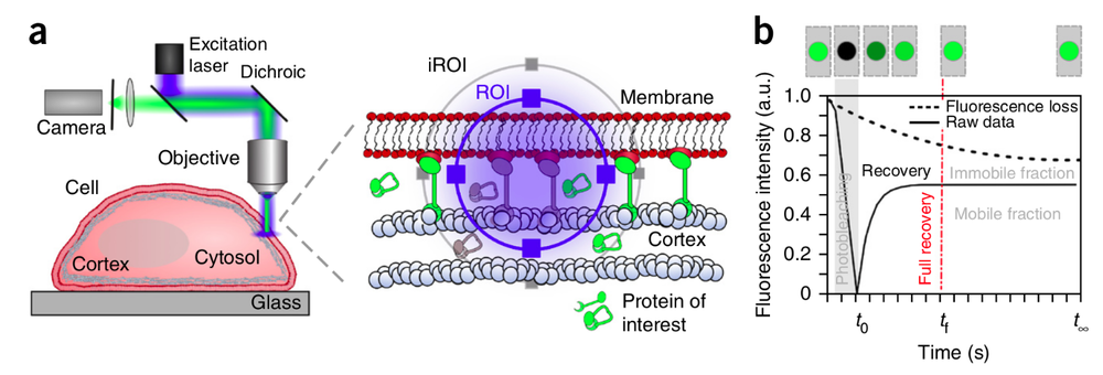 Figure taken from Fritzsche et al, Nature Protocols 2015.