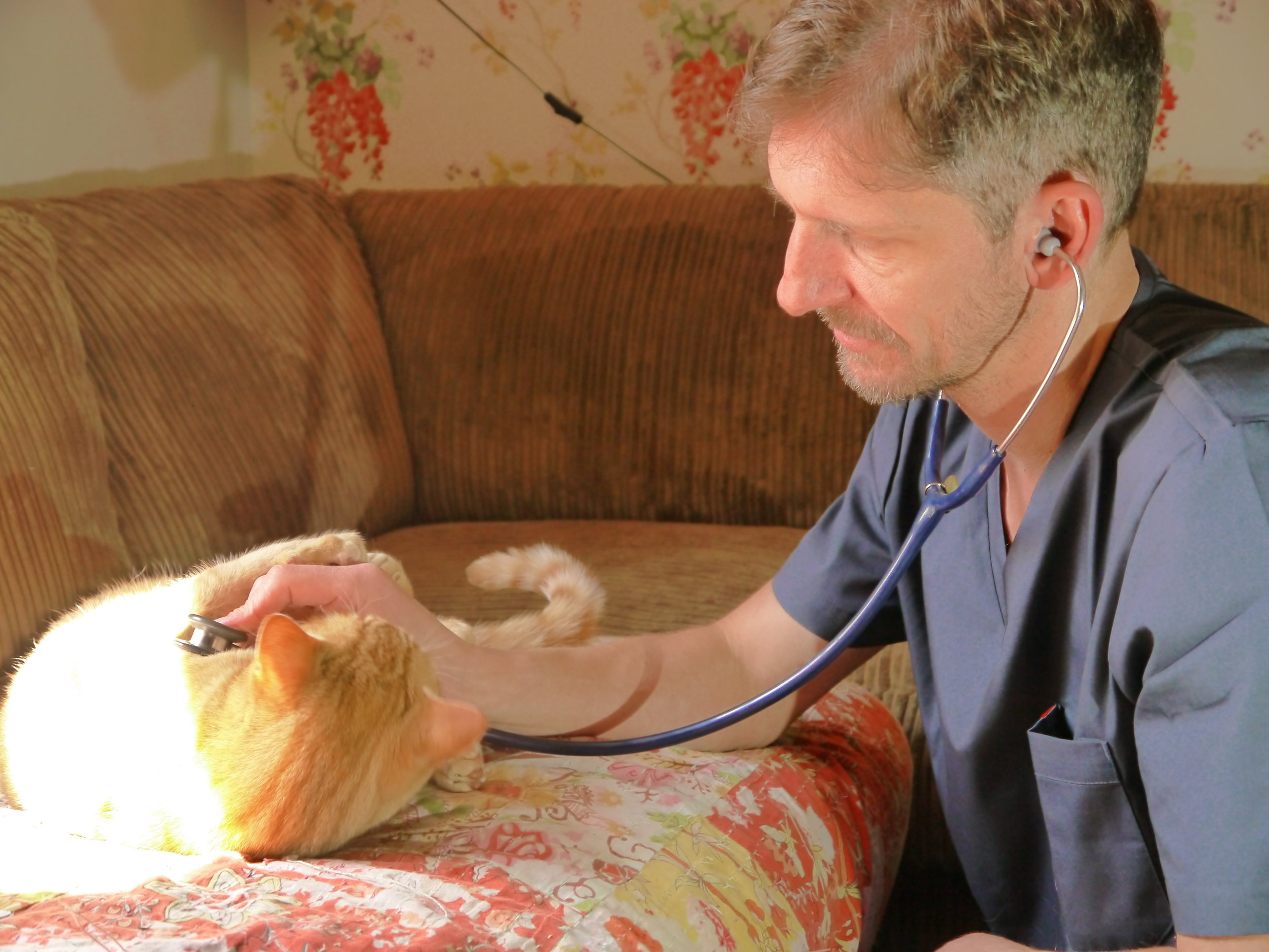  Veterinary Home Visits   Mark The Home Vet  