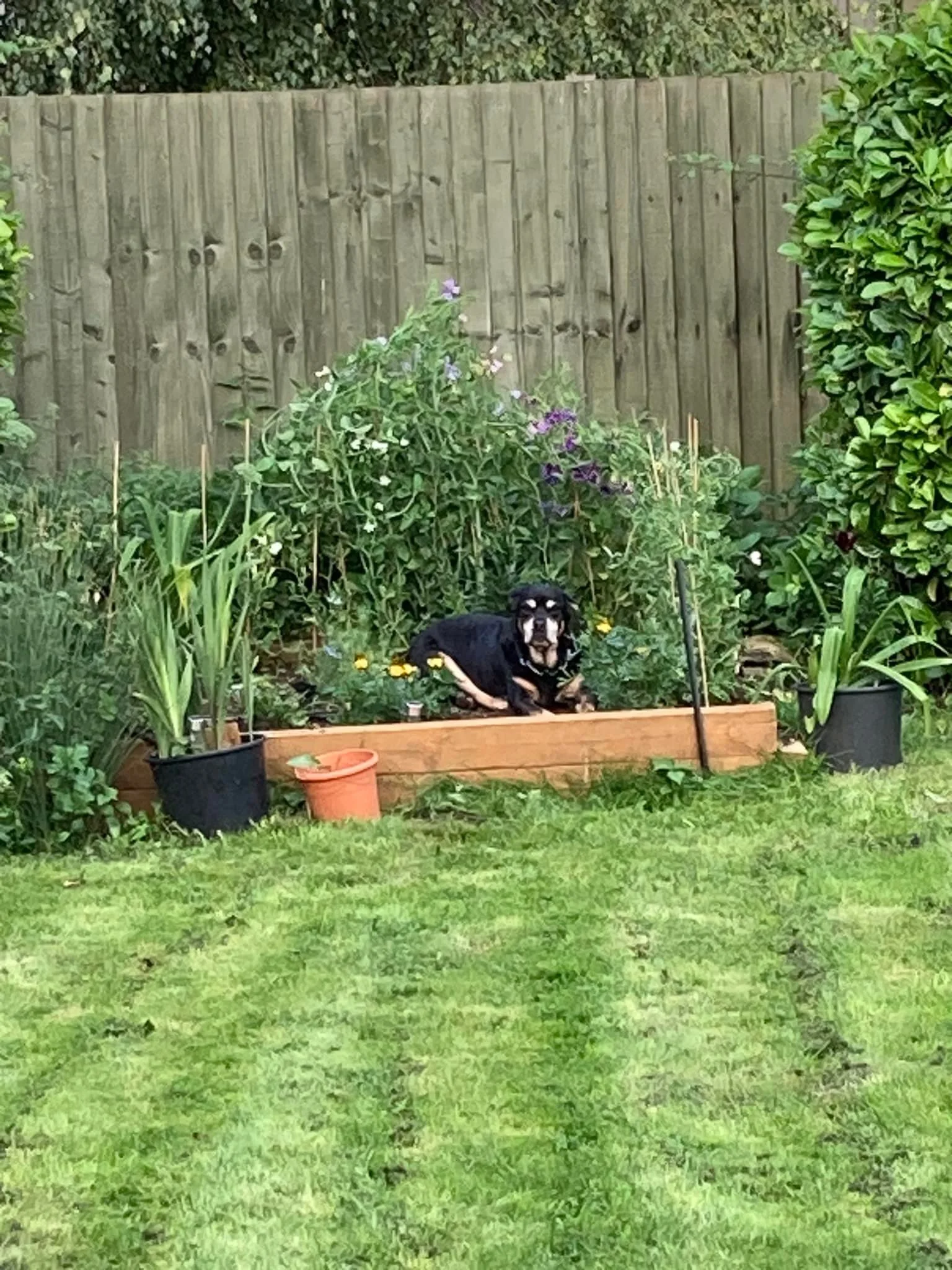 No business being on the flower bed 2.jpg