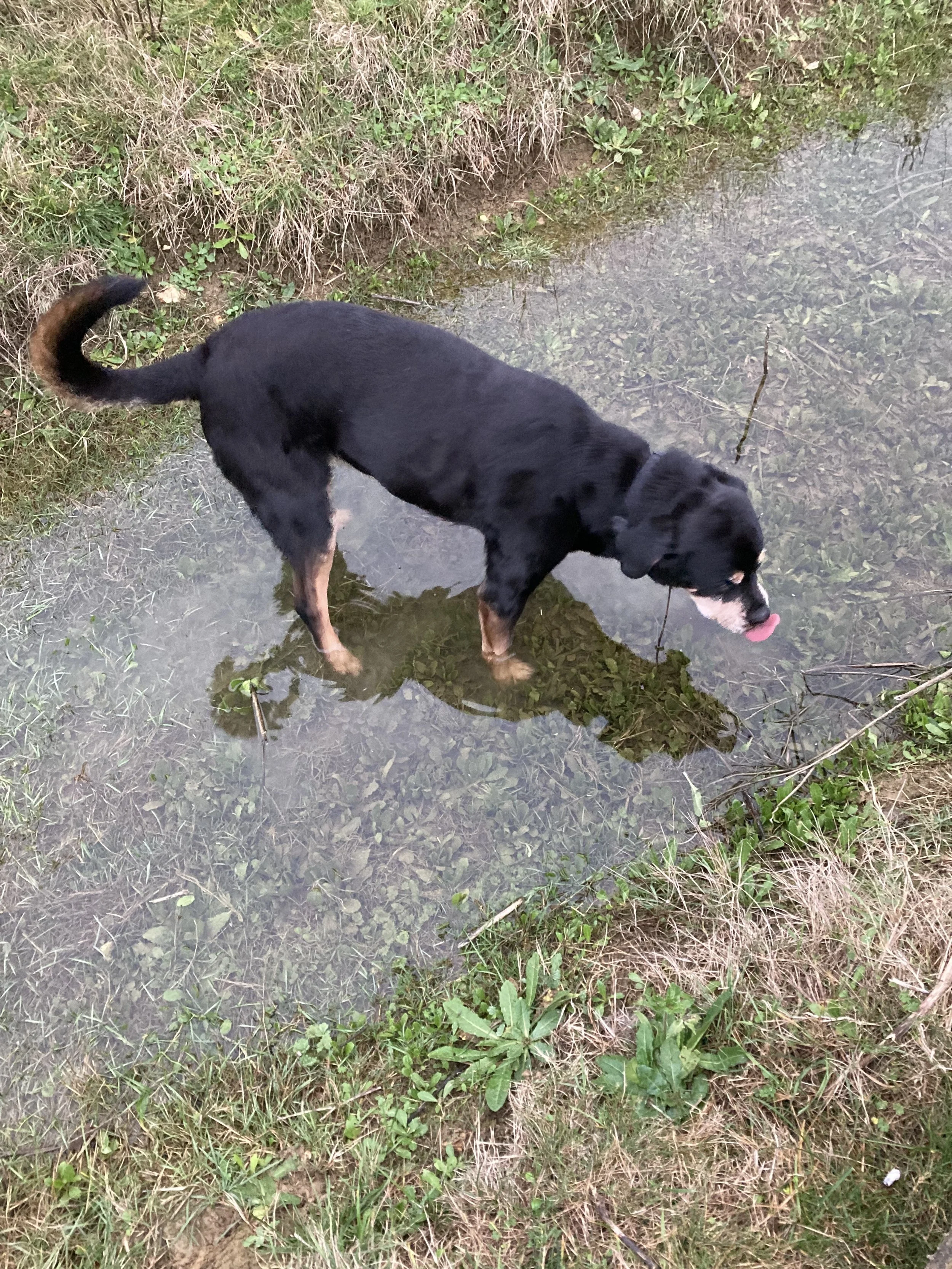 Wading.jpg
