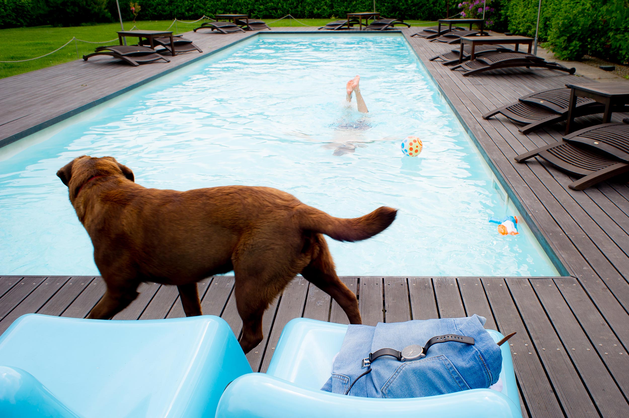 dog-watches-groom-in-the-pool-before-wedding.jpg