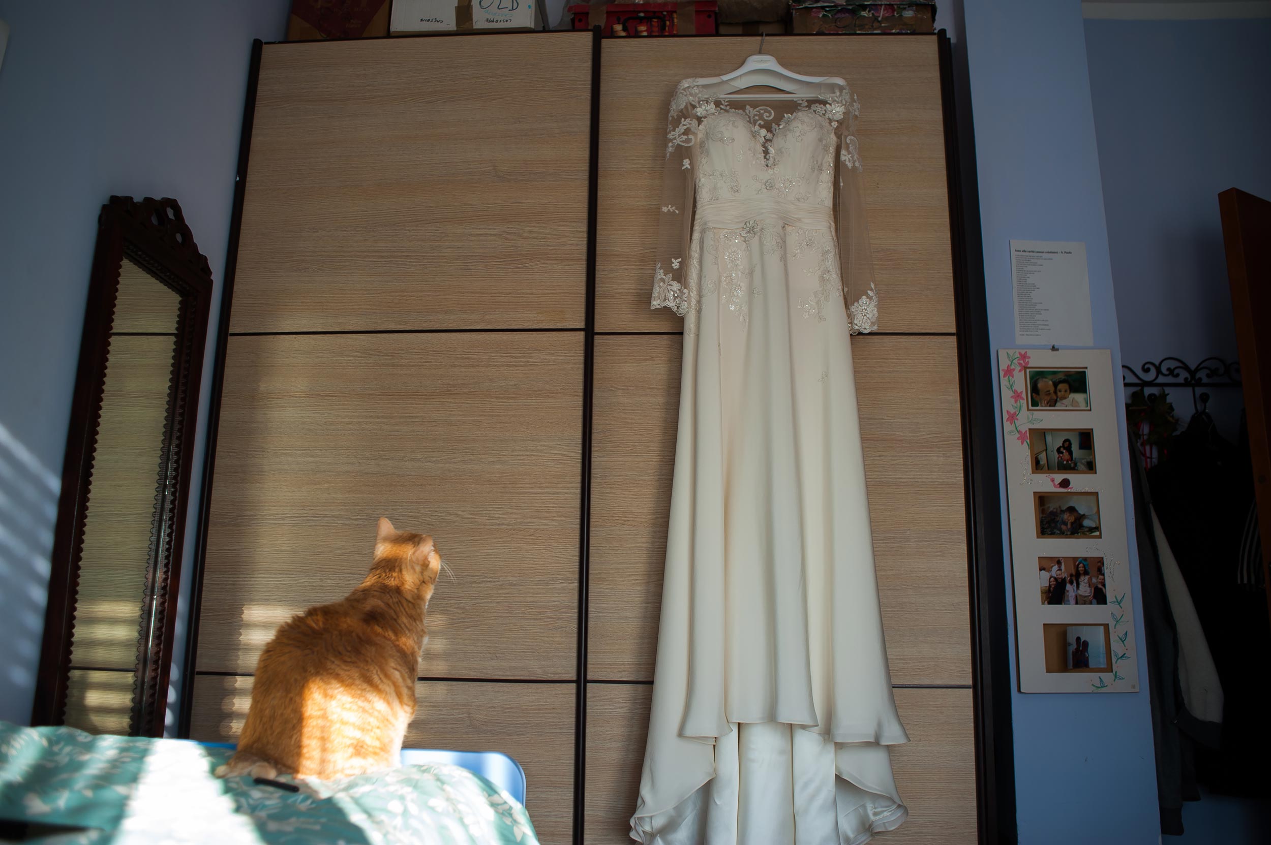 red-cat-admiring-brides-wedding-dress.jpg