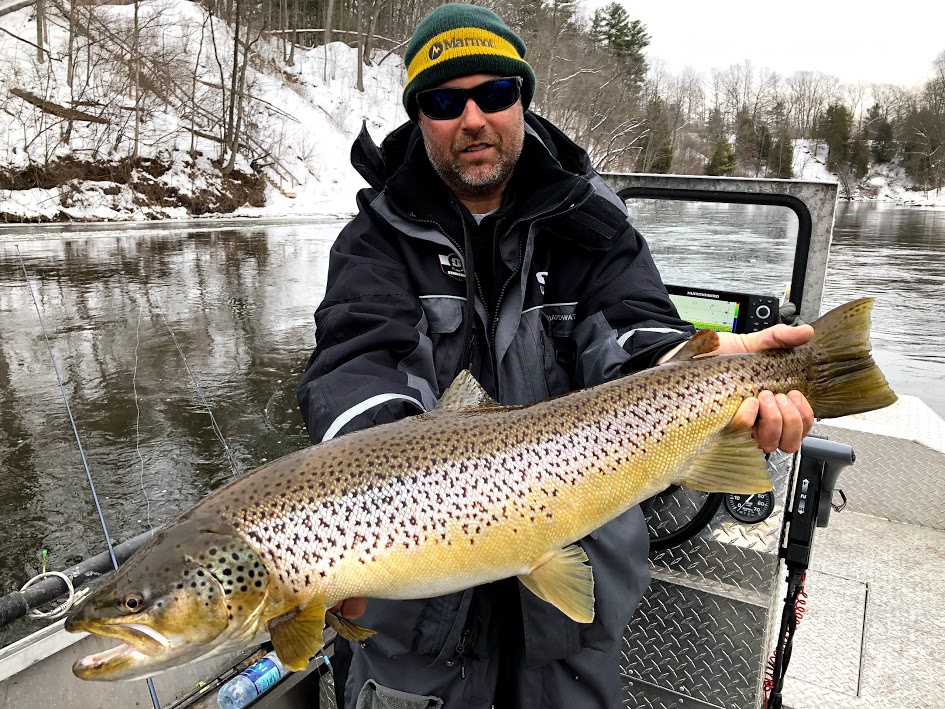 Muskegon River Brown Trout