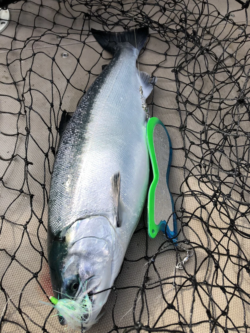 best coho fishing lures #3.5 CA "The Coho" Salmon Spinner (Single spinner) Its unique bend and shape creates a lifelike action that mimics a baitfish for enticing aggressive strikes Goldstar/silver Horde Coho Killer