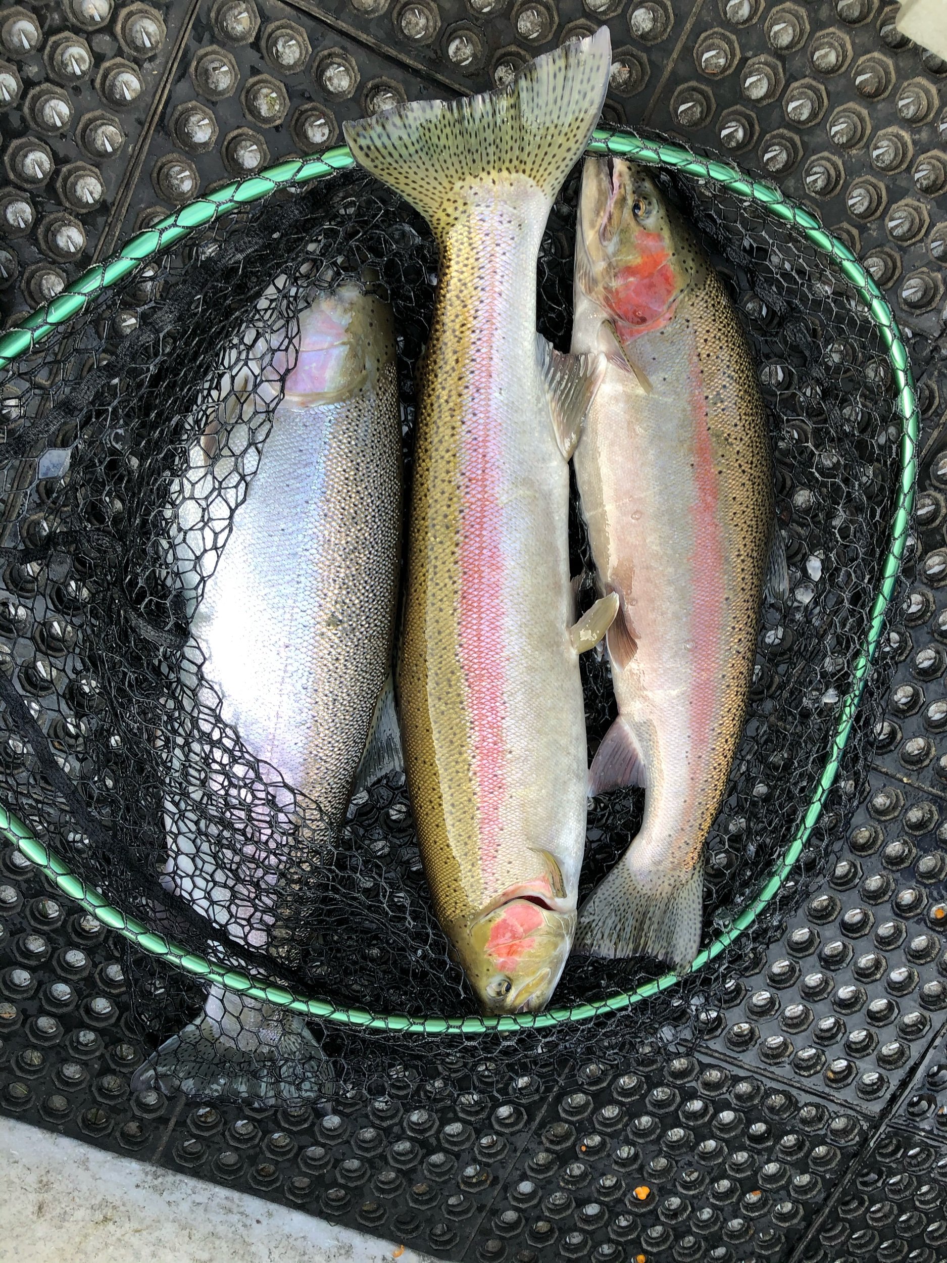 Steelhead fishing in Michigan