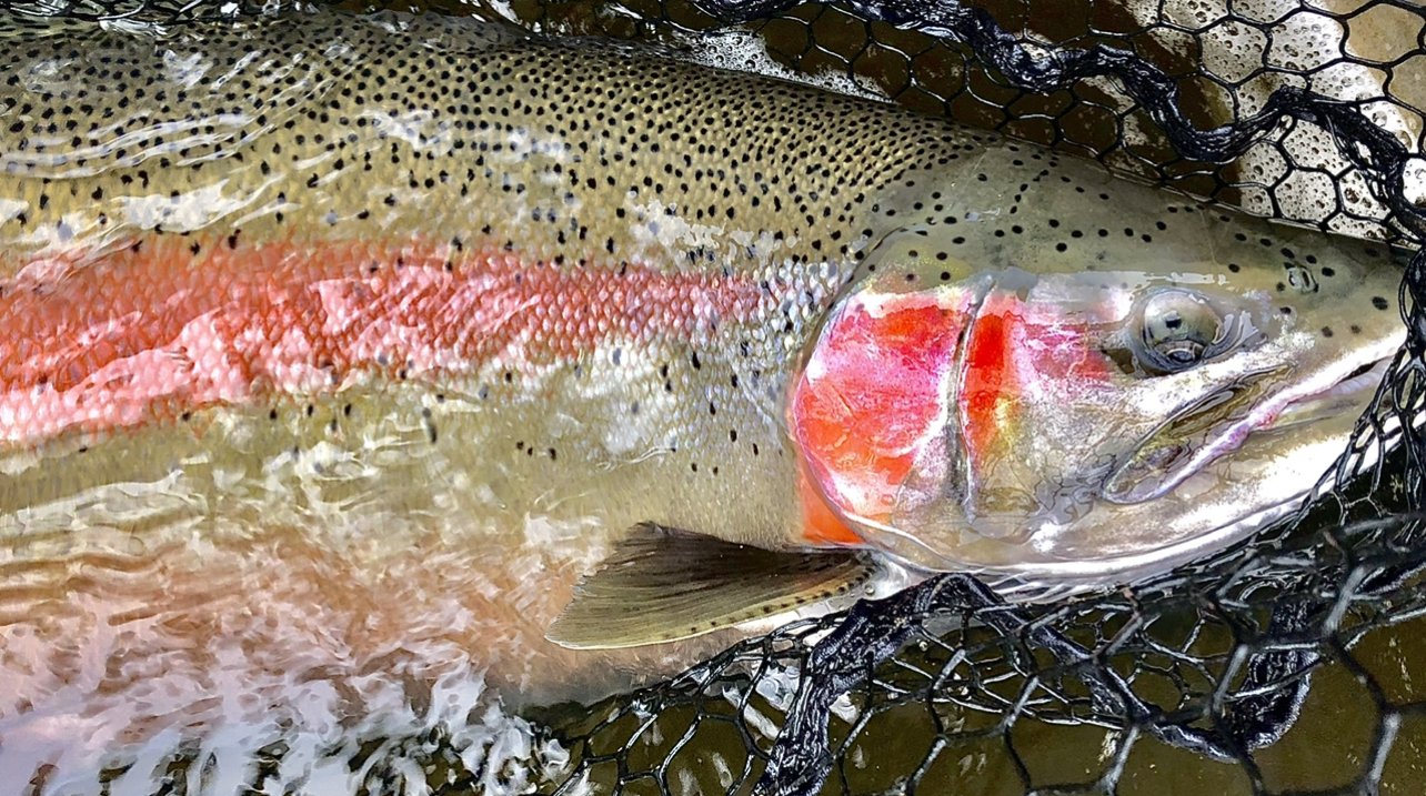 Grand River Steelhead Fishing Guide