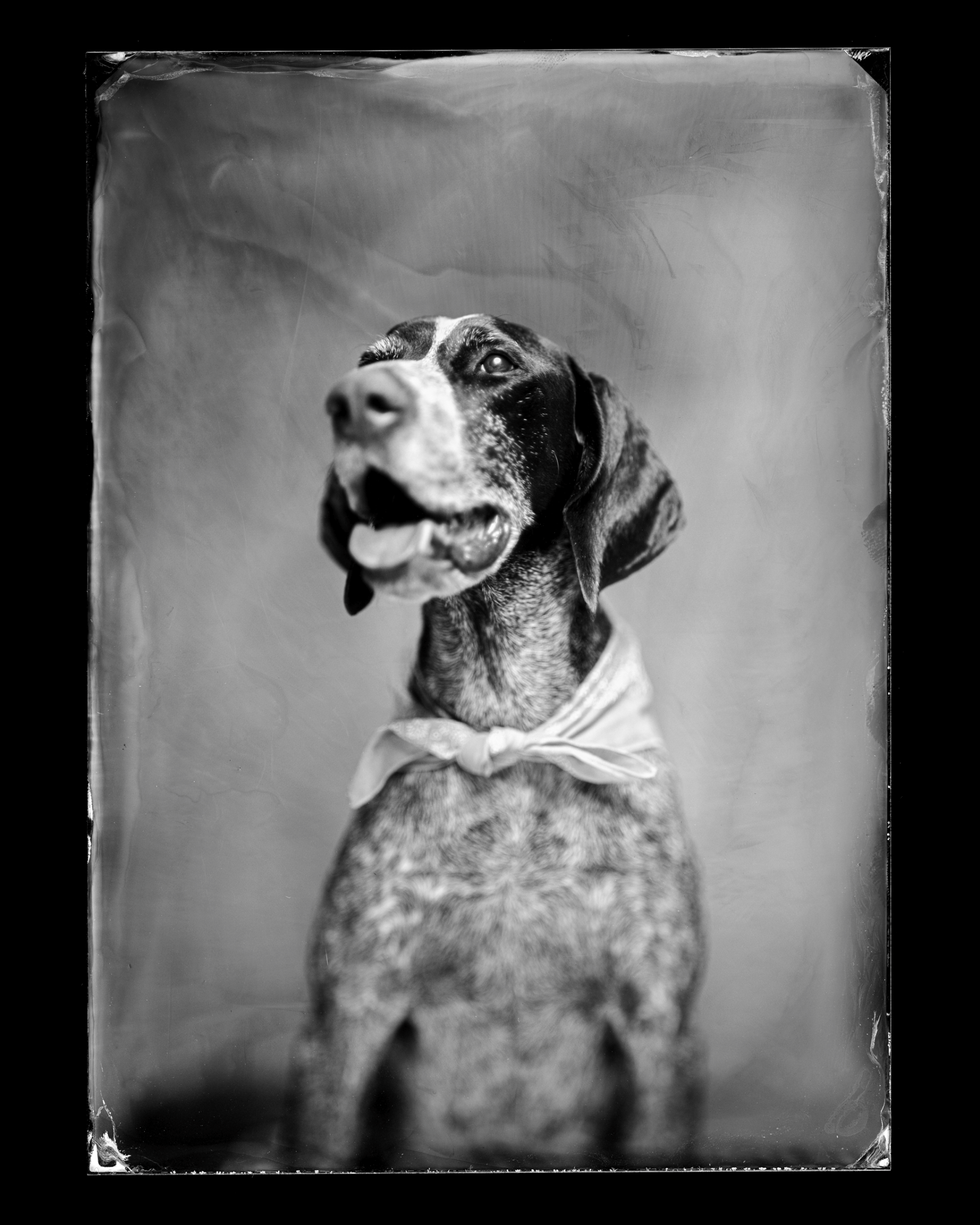 A pointer with long soft ears and a ticked coat, in a pale bandana, sitting square to the camera, mouth open, head turned up. Pour marks wisp down the background. Wet plate collodion tintype.