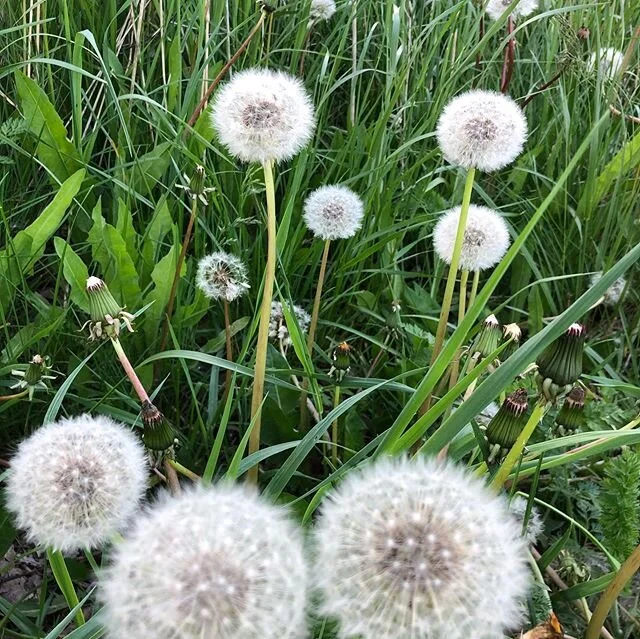Came across these beauties on my walk today.
.
.
.
#springflowers #naturelover #weekendwalks🍁🍂🍃