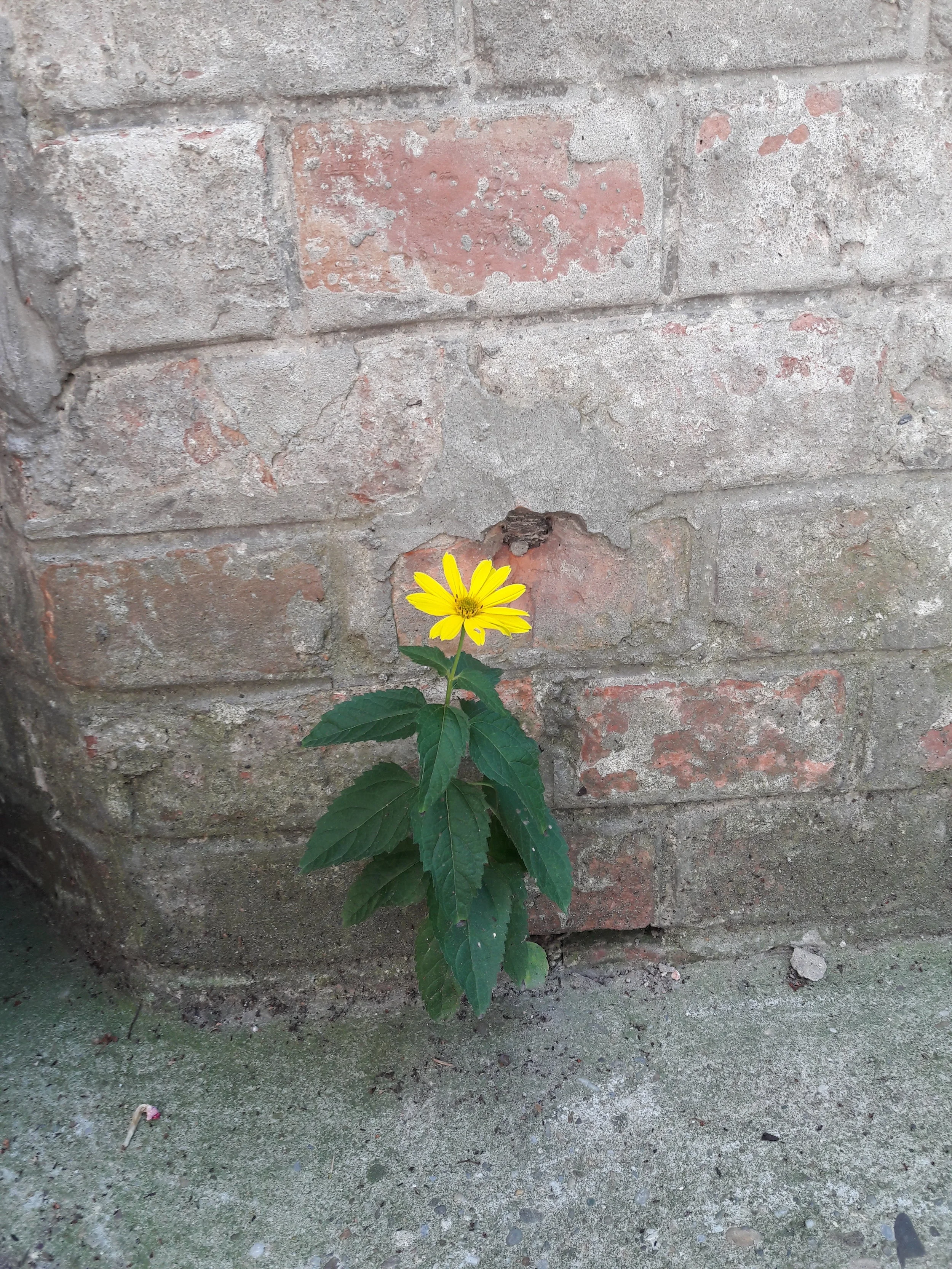 Blümchen