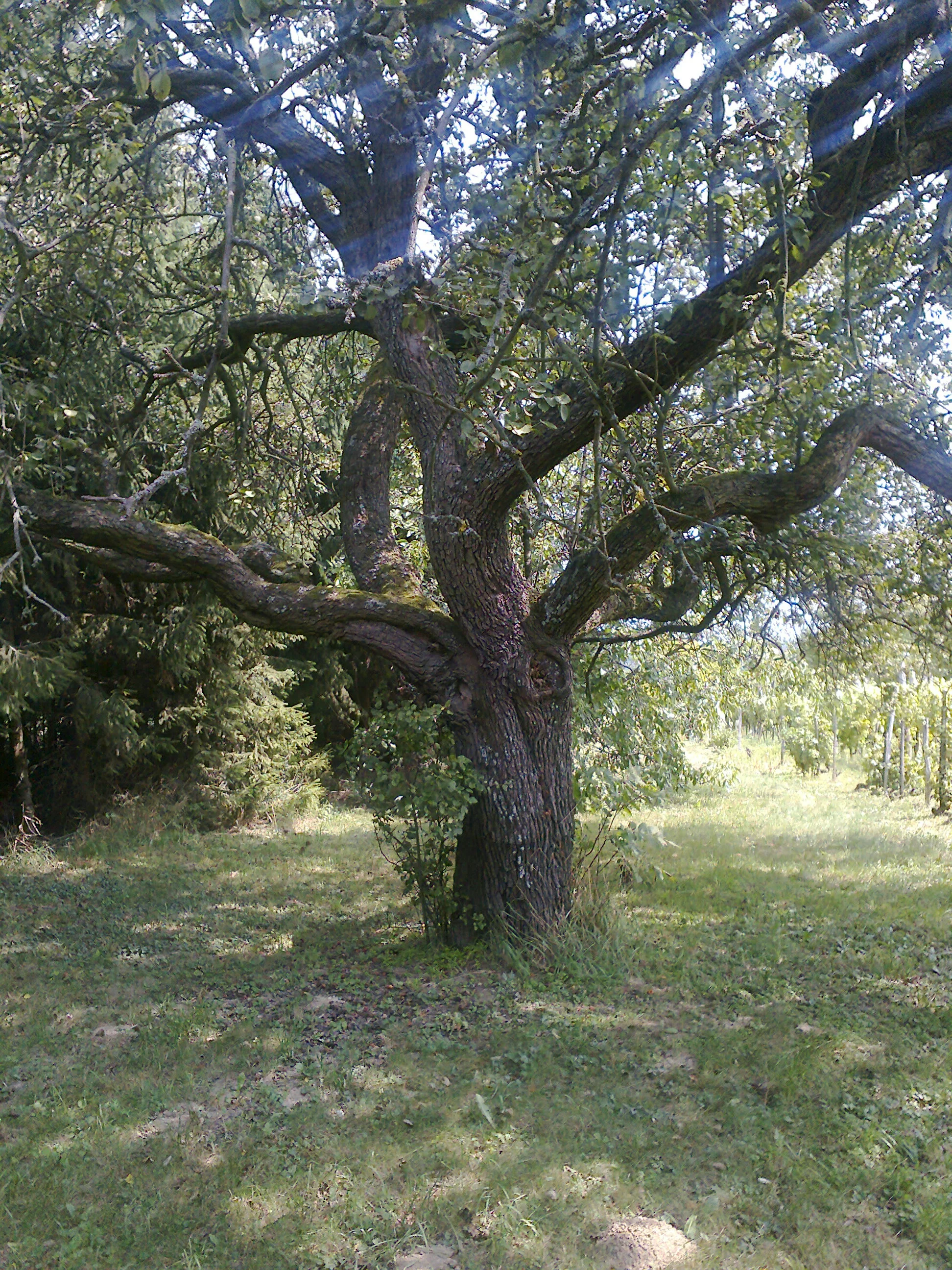Märchenbaum