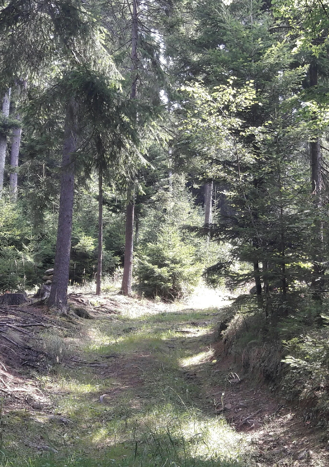 Waldweg