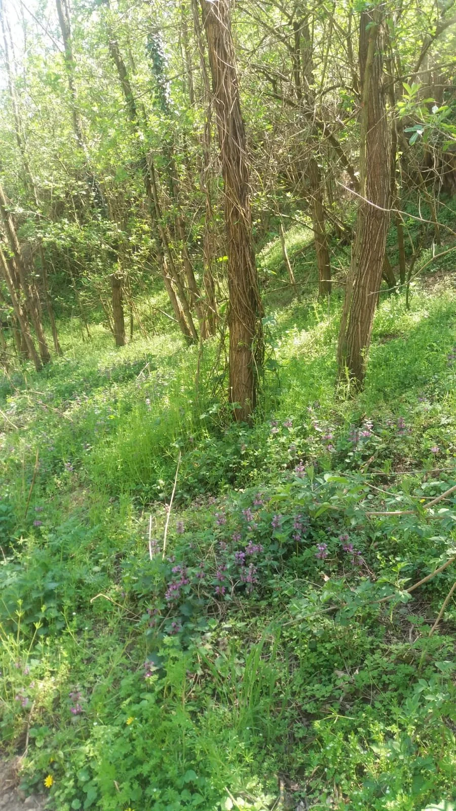 frühling.jpg