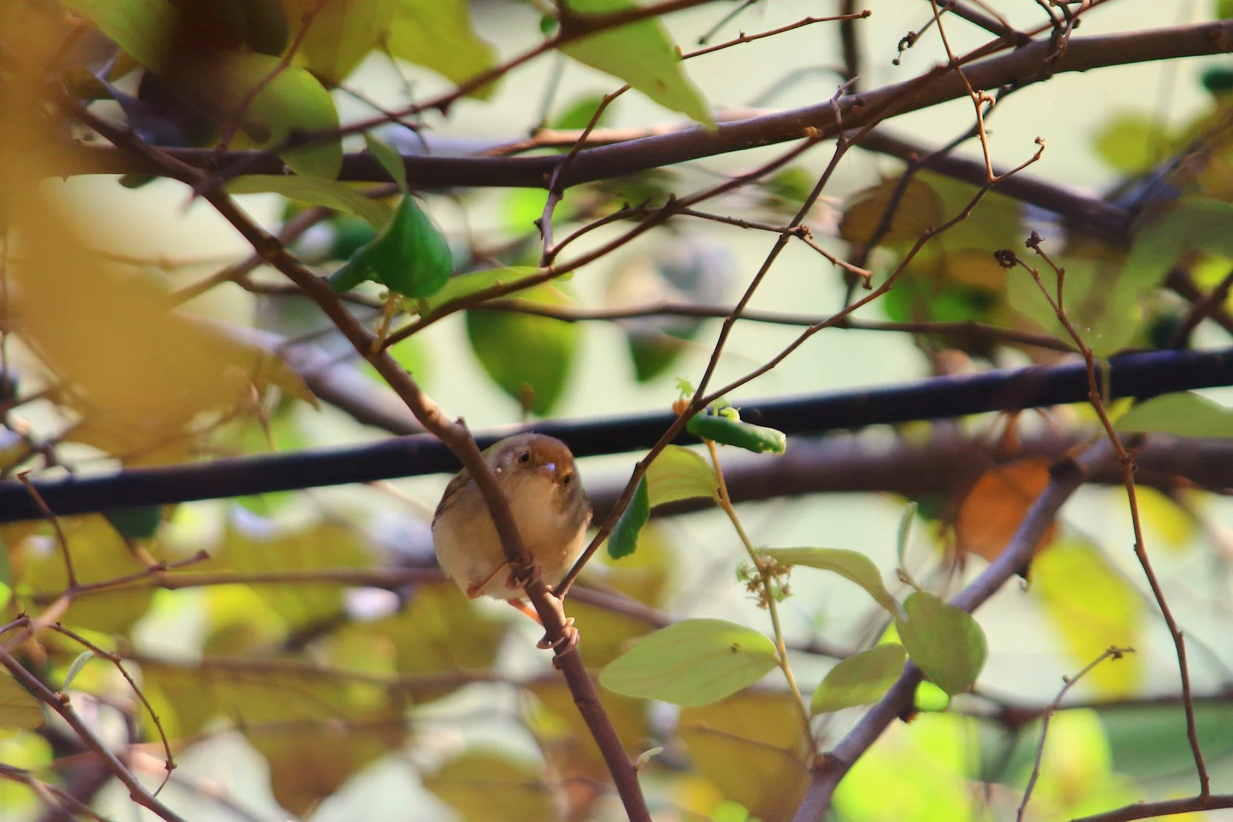Wind and Wood Players_woods-bird-branches.jpg