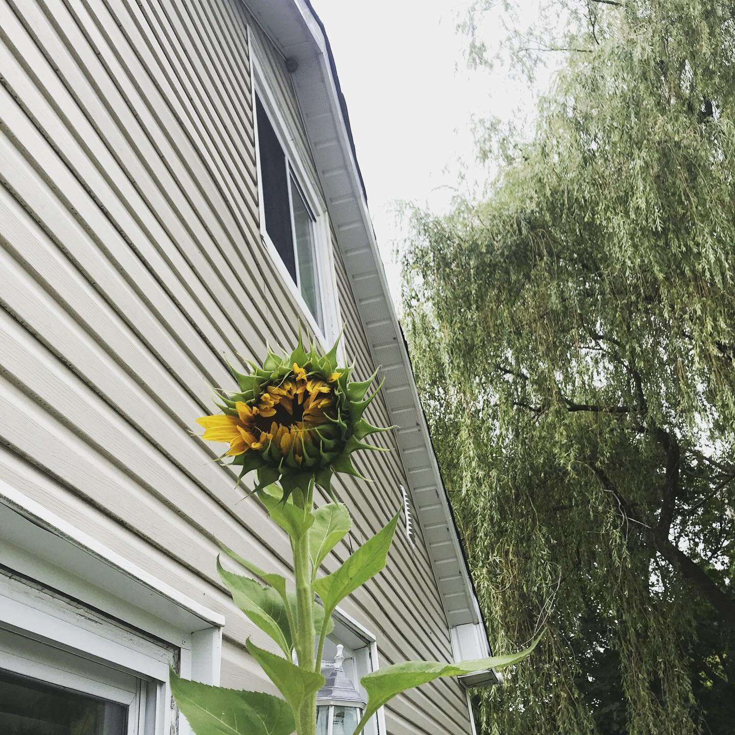 I&rsquo;ve been asking myself what it might mean that our sunflowers seem to be blooming so late. Blooming at the same time we&rsquo;re leaving the place we rooted them in. The beauty. The heartbreak. A welcoming. A goodbye. All in one. I had thought