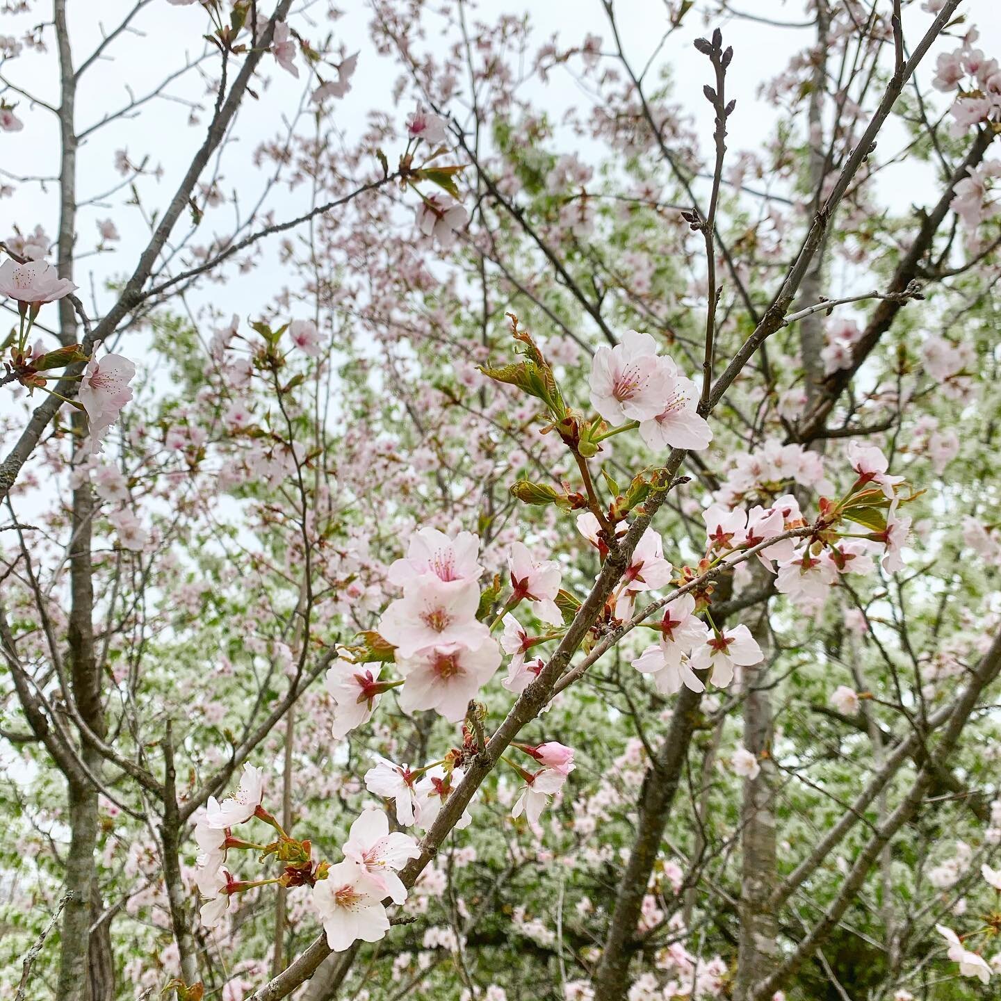 Ohh, Spring.
The direction of East.&nbsp;
Of new beginnings.
Sunrises.

There can be a resistance to shrugging off that heavy cloak of Winter.
I know for me, it&rsquo;s cozy in there.
And the quickening of Spring can be&nbsp;a tad overwhelming.&nbsp;