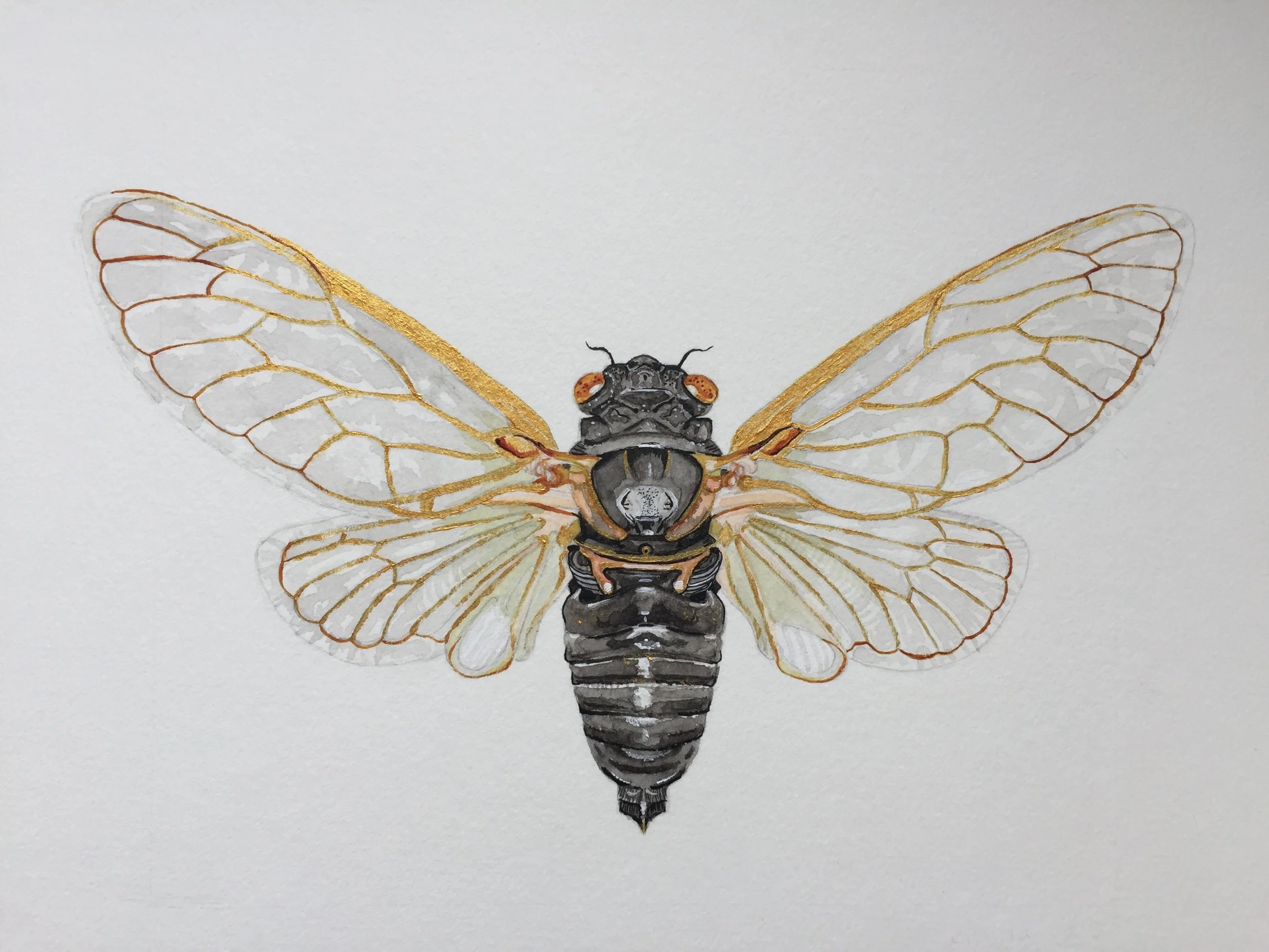 cicada - mixed media on watercolour paper
