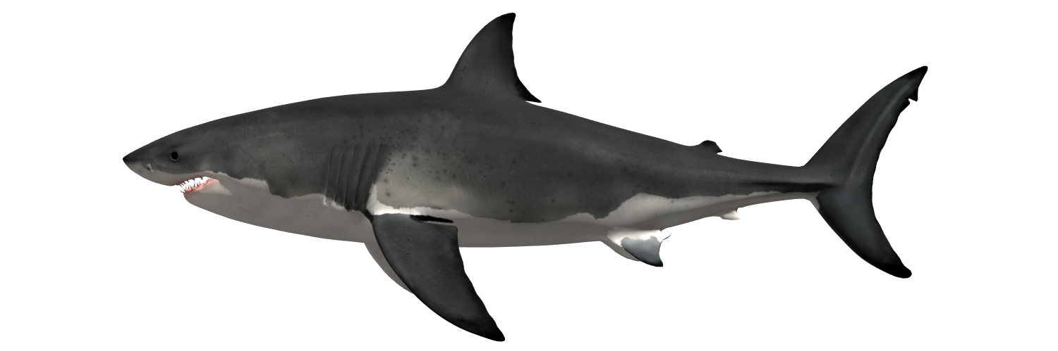 shark.png