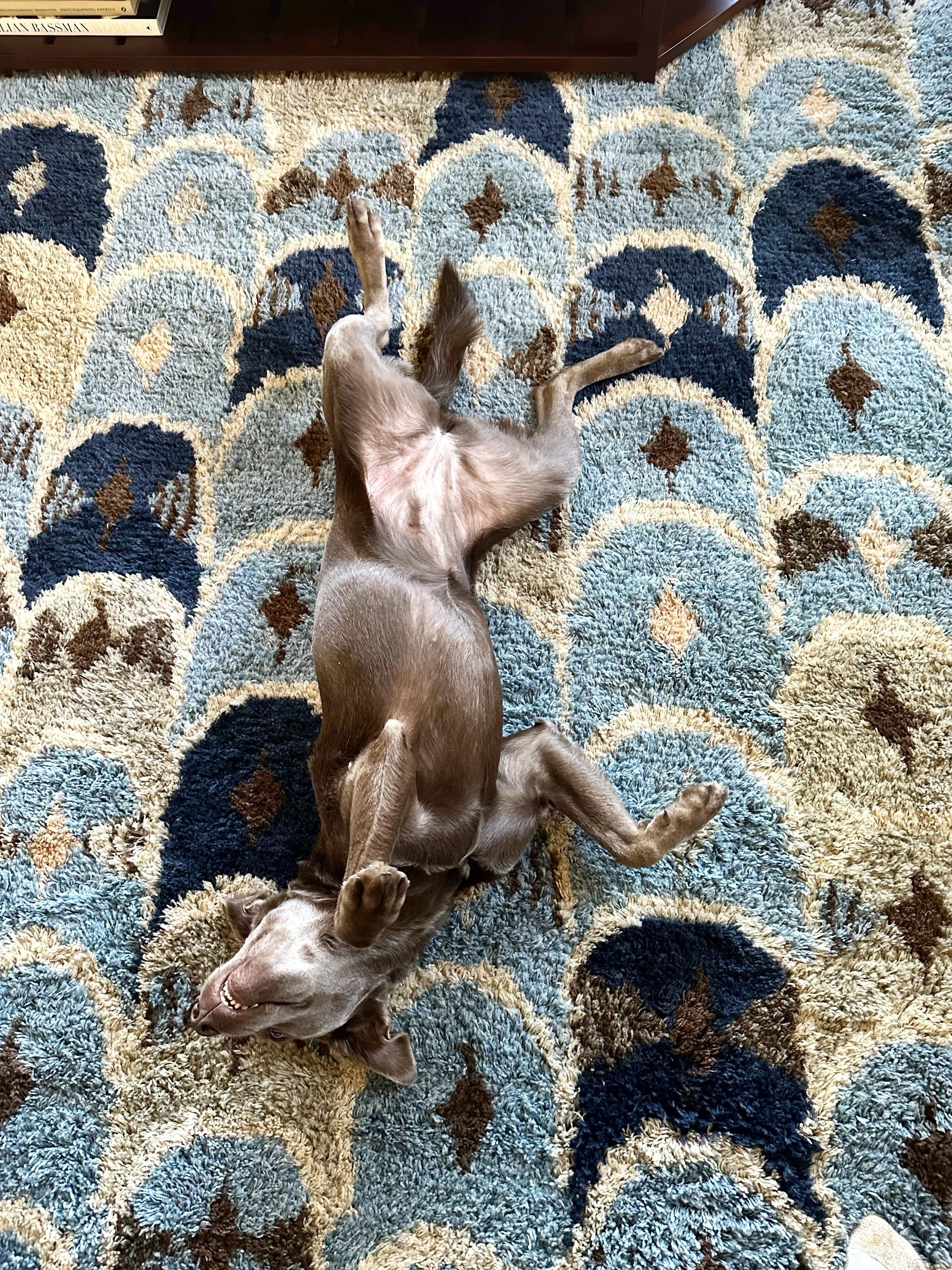 Even the dog loves this custom Moroccan-style shag rug by @doris_leslie_blau in the family room of one of our most recent Westchester projects. ⁠
⁠
⁠
⁠
⁠
⁠
⁠
⁠
#gideonmendelson #whatdesigncando #mendelsongroup #designlife #carpetideas