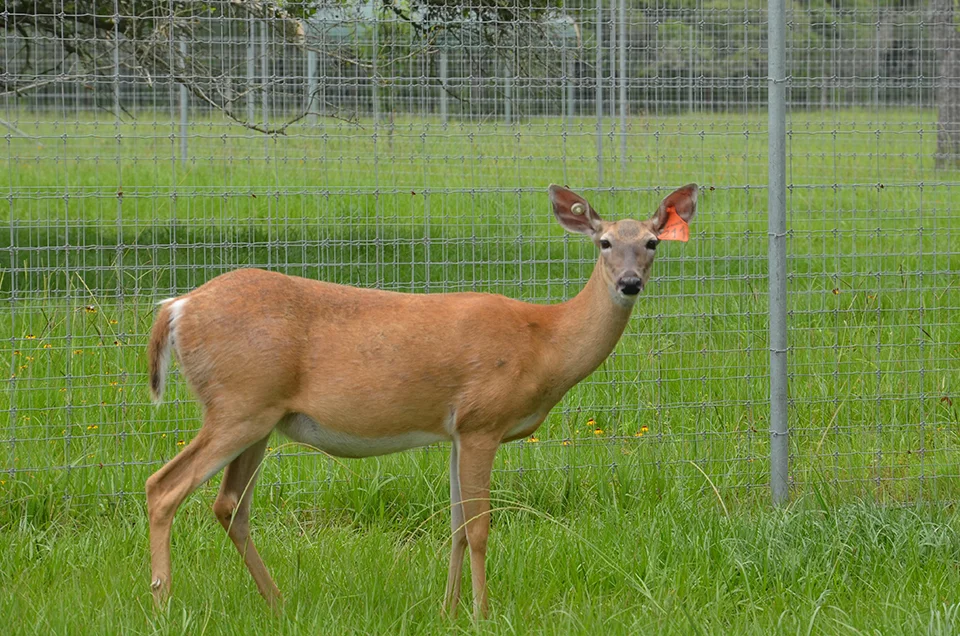 deer3.jpg
