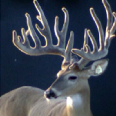 bambi.png