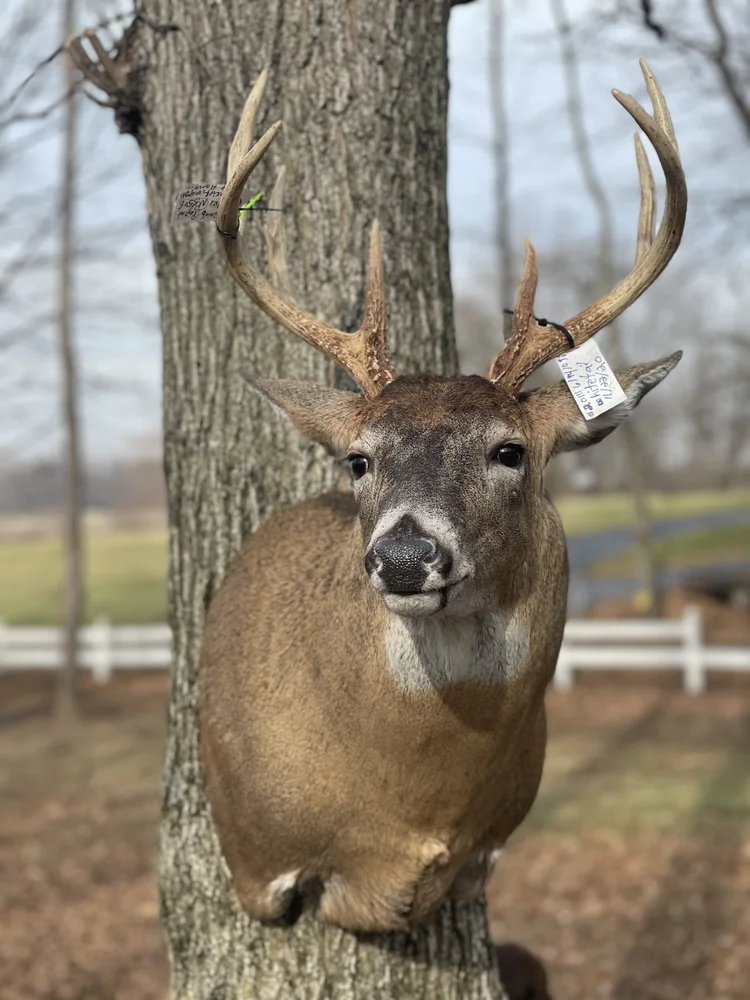 Picture Gallery — Ervin's Tine and Tail Taxidermy