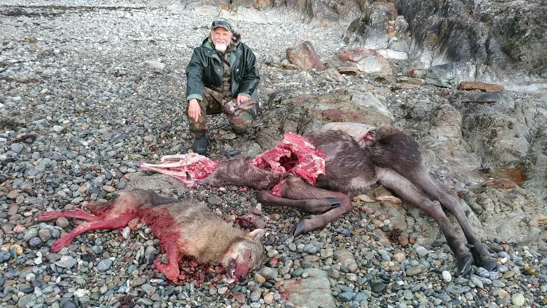I know....its a little bloody. No apologies. That's just the way it is sometimes. Saw four wolves eating this moose and was lucky enough to get one of them. We drove by this beach a few hours earlier and saw nothing. Doesn't take them long. Interesti