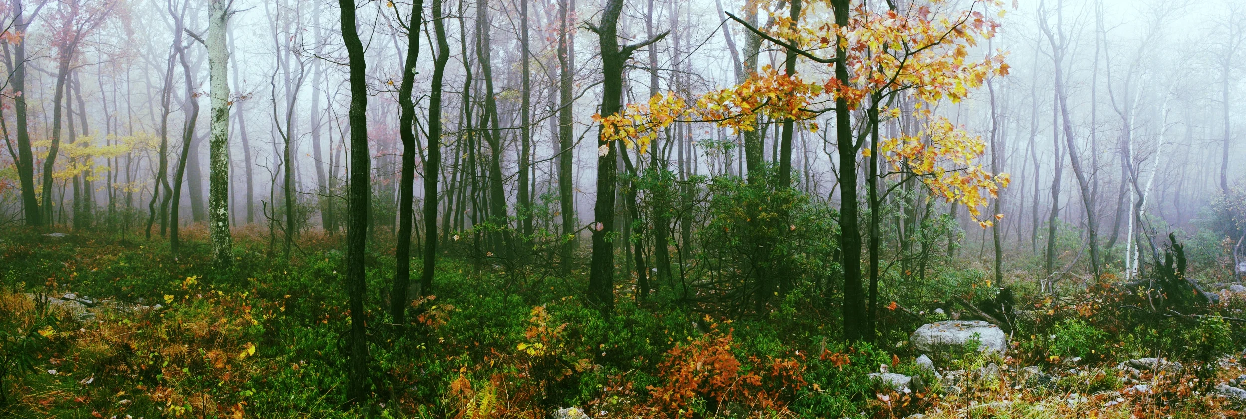 Foggy_woods.jpeg