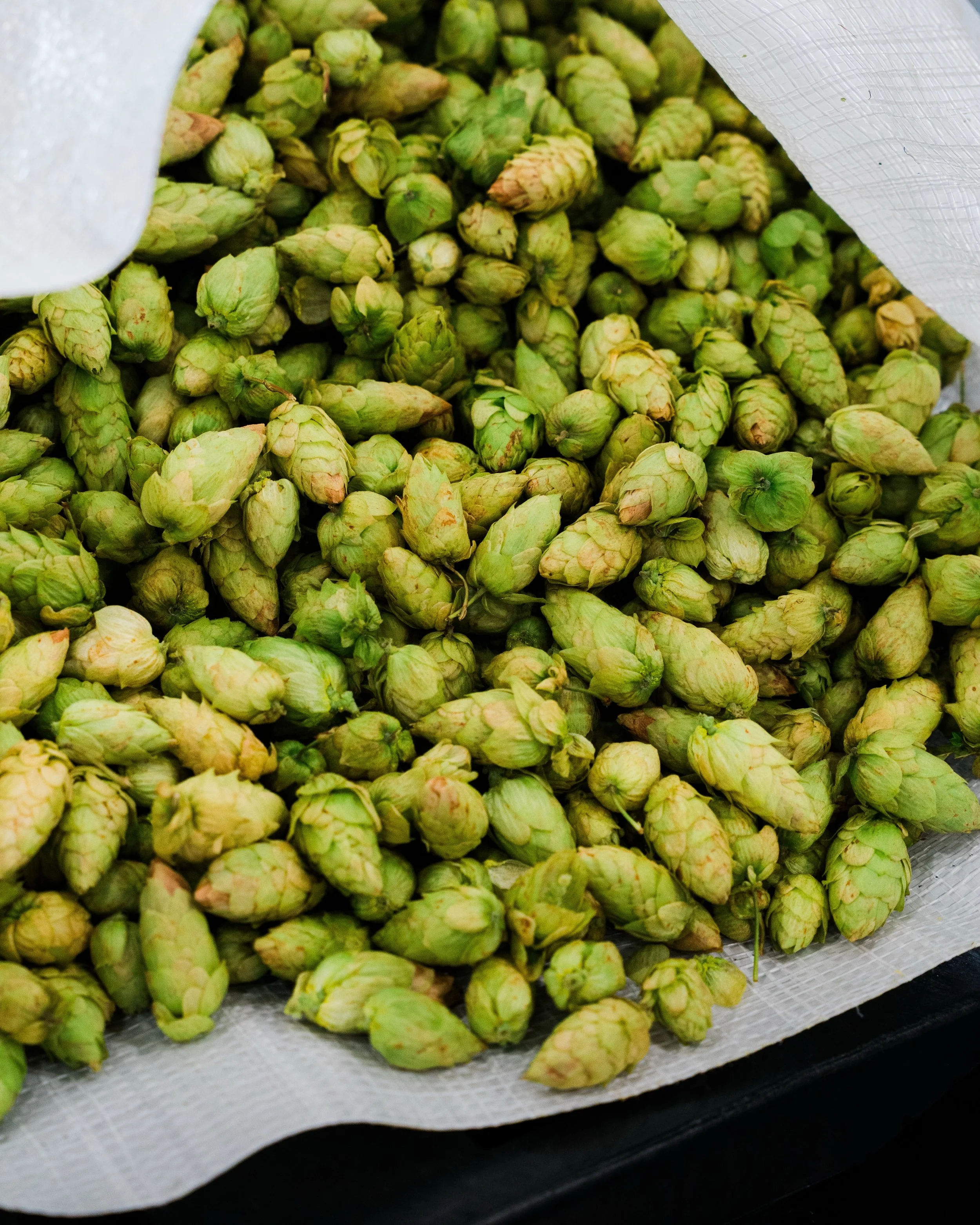 Our favorite time of year, fresh hop season is upon us! Yesterday Bret showed up with a truckload of @indiehops Luminosa hops grown at @goschiefarms . The crew quickly got to work unloading, shredding and brewing up these little green buddies.

We ha
