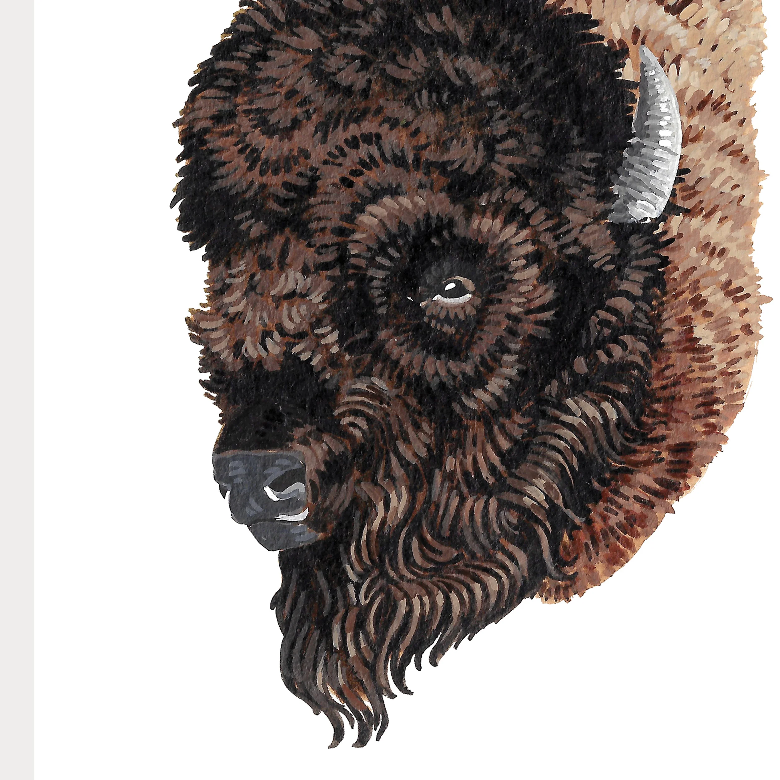 plains bison closeup.jpg