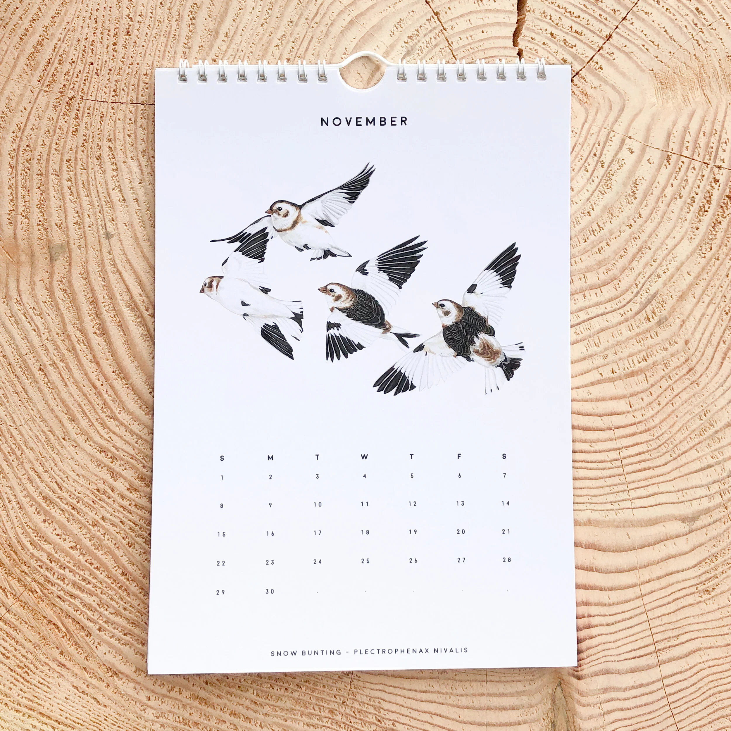 2020-Bird-12-R.jpg