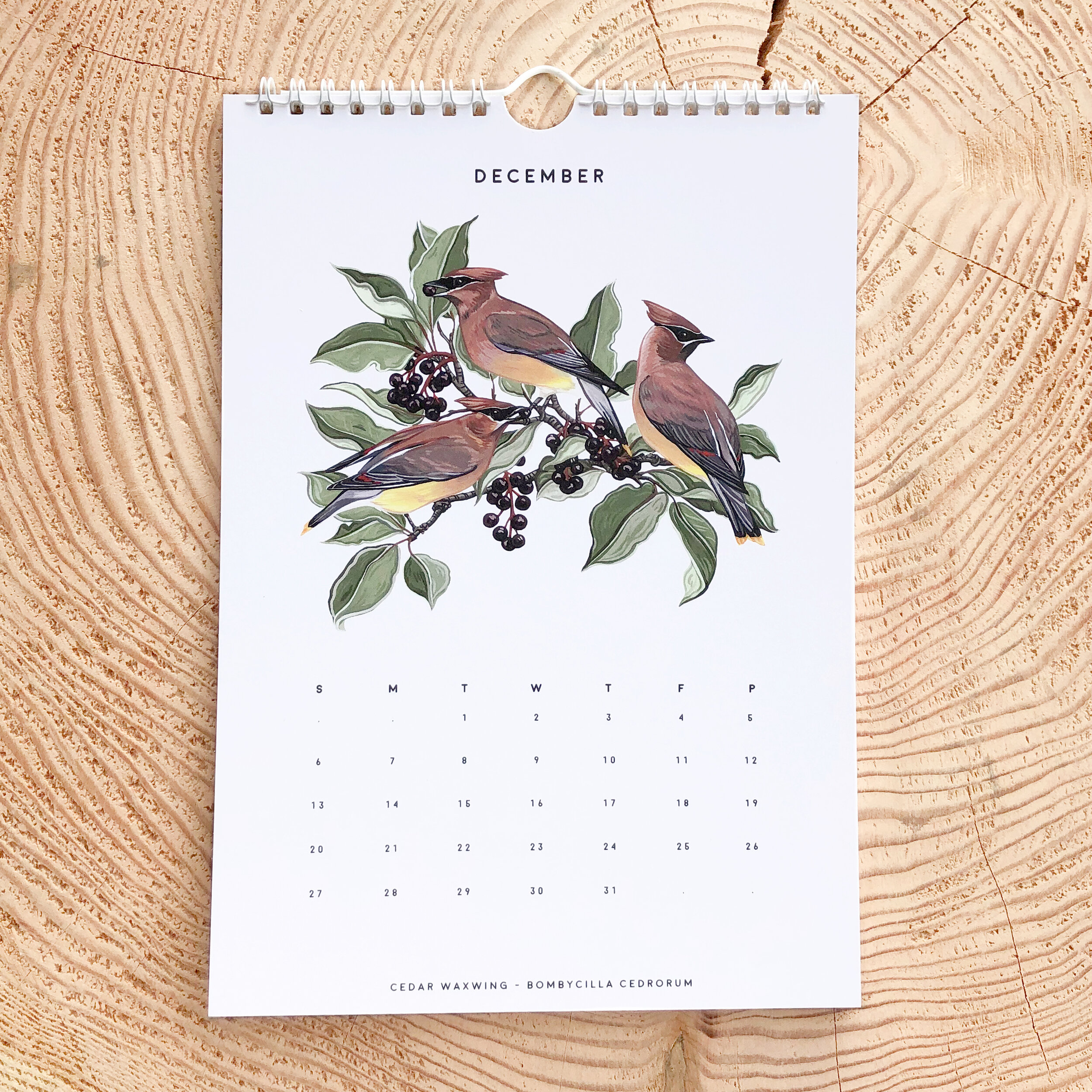 2020-Bird-13-R.jpg
