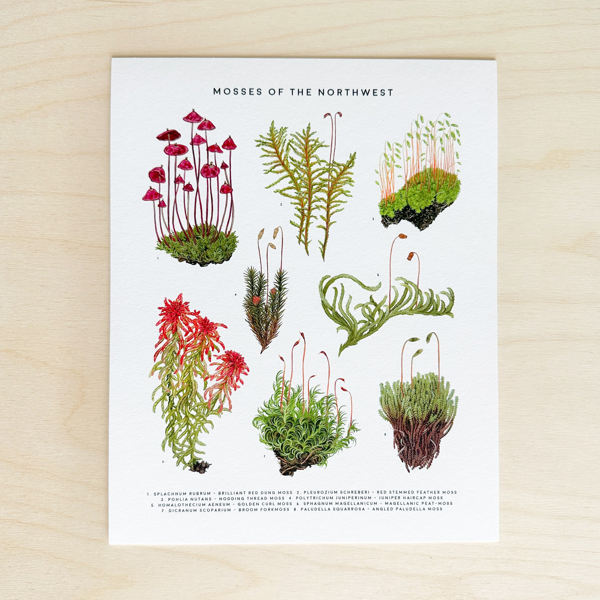 Mosses-of-the-Northwest-2023.jpg