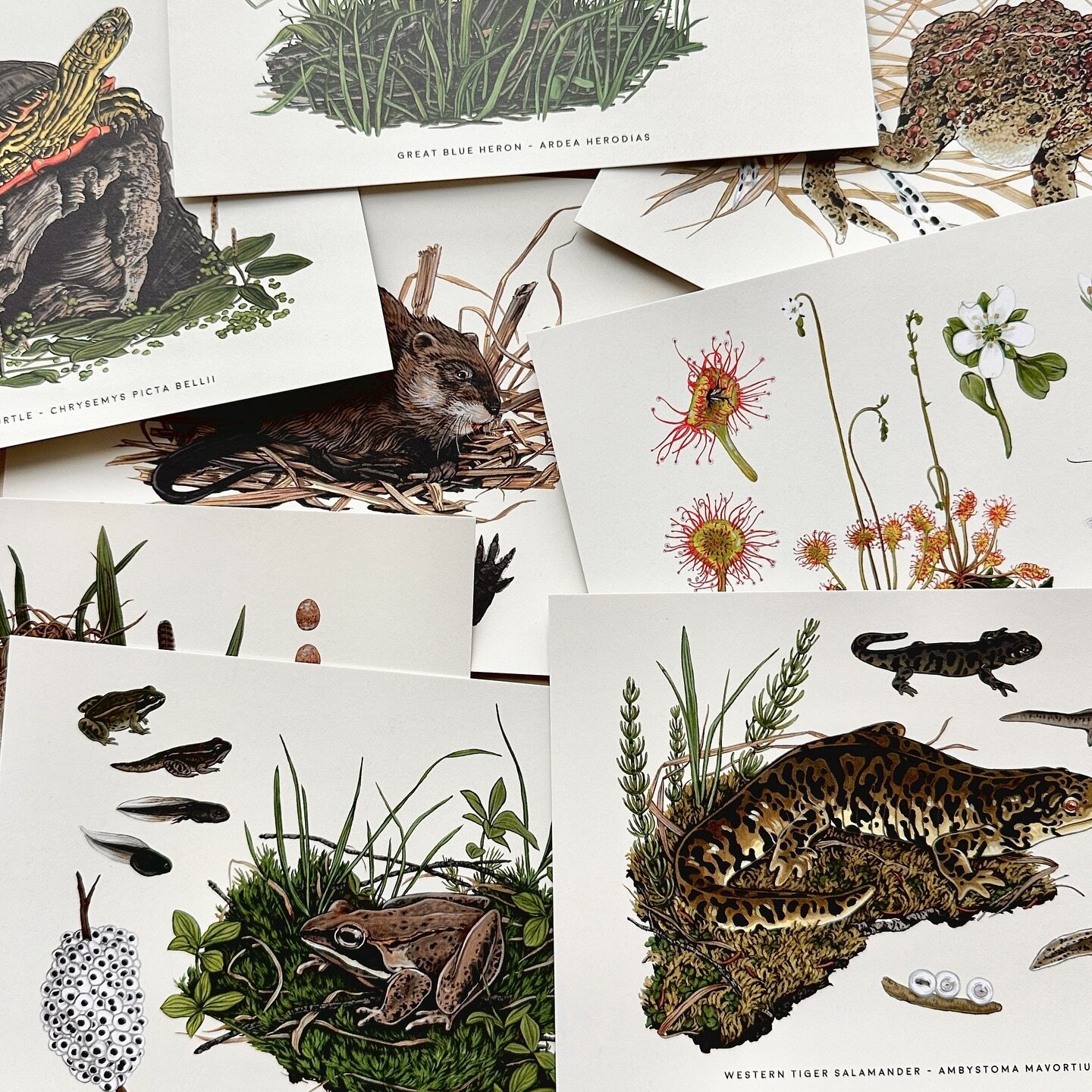 Postcard packs have been popular this year! Their 7&rdquo;x5&rdquo; size makes them perfect to send in the mail or frame on the wall. Available as Pond Life, Lepidoptera and Fungi packs.