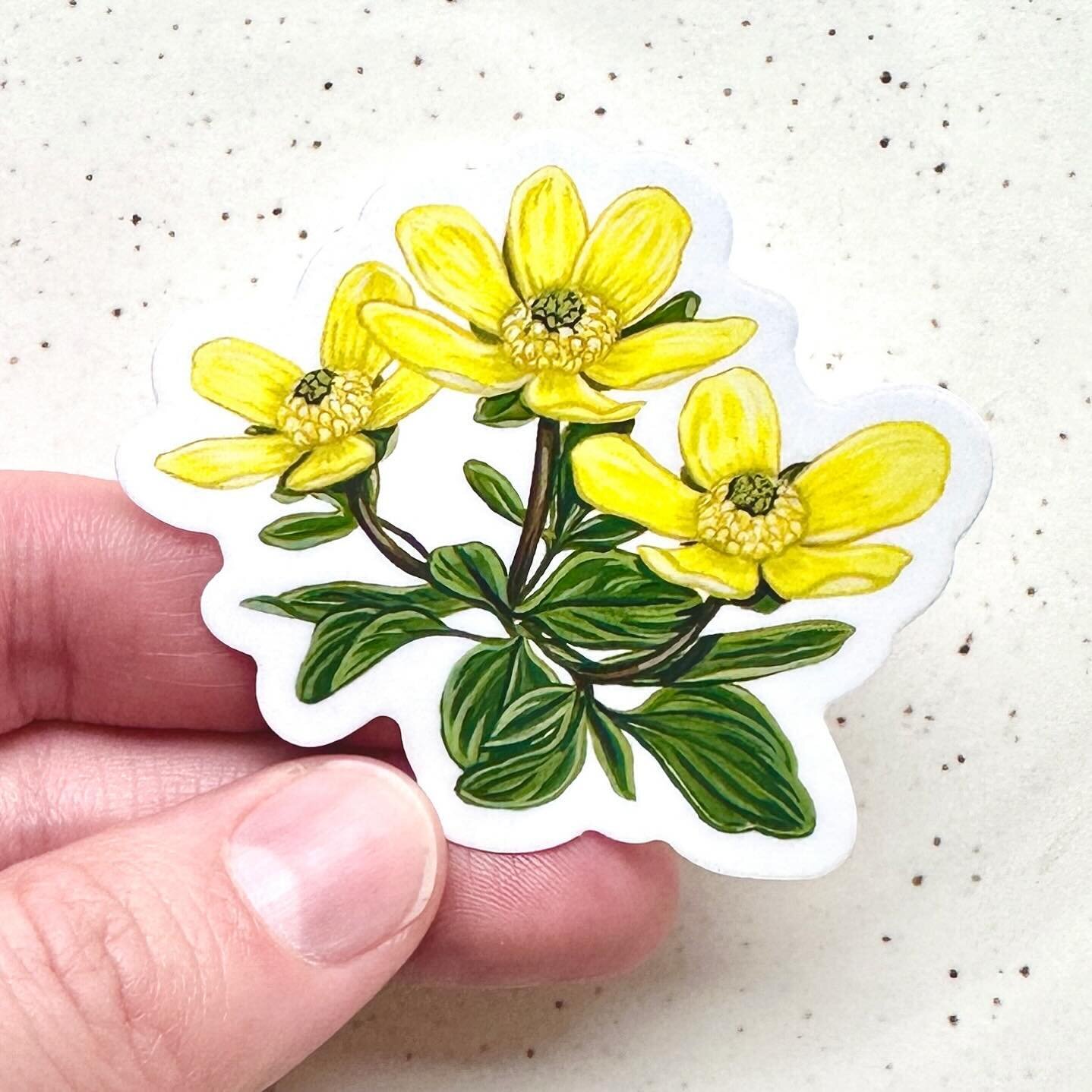 The first spring flower to bloom in the Okanagan. Sagebrush Buttercup, Ranunculus glaberrimus. 
Vinyl stickers available in my shop.