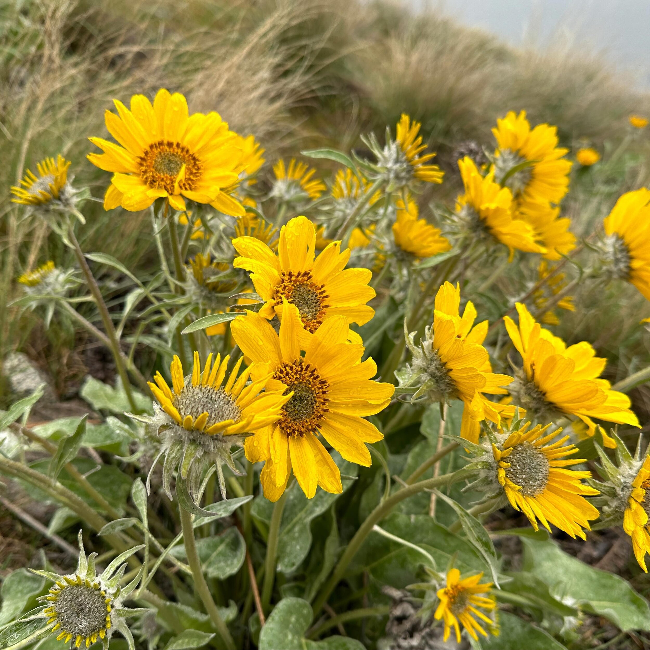 The Arrowleaf Balsamroot has begun flowering! My favourite place to see them is at Kalamoir park.