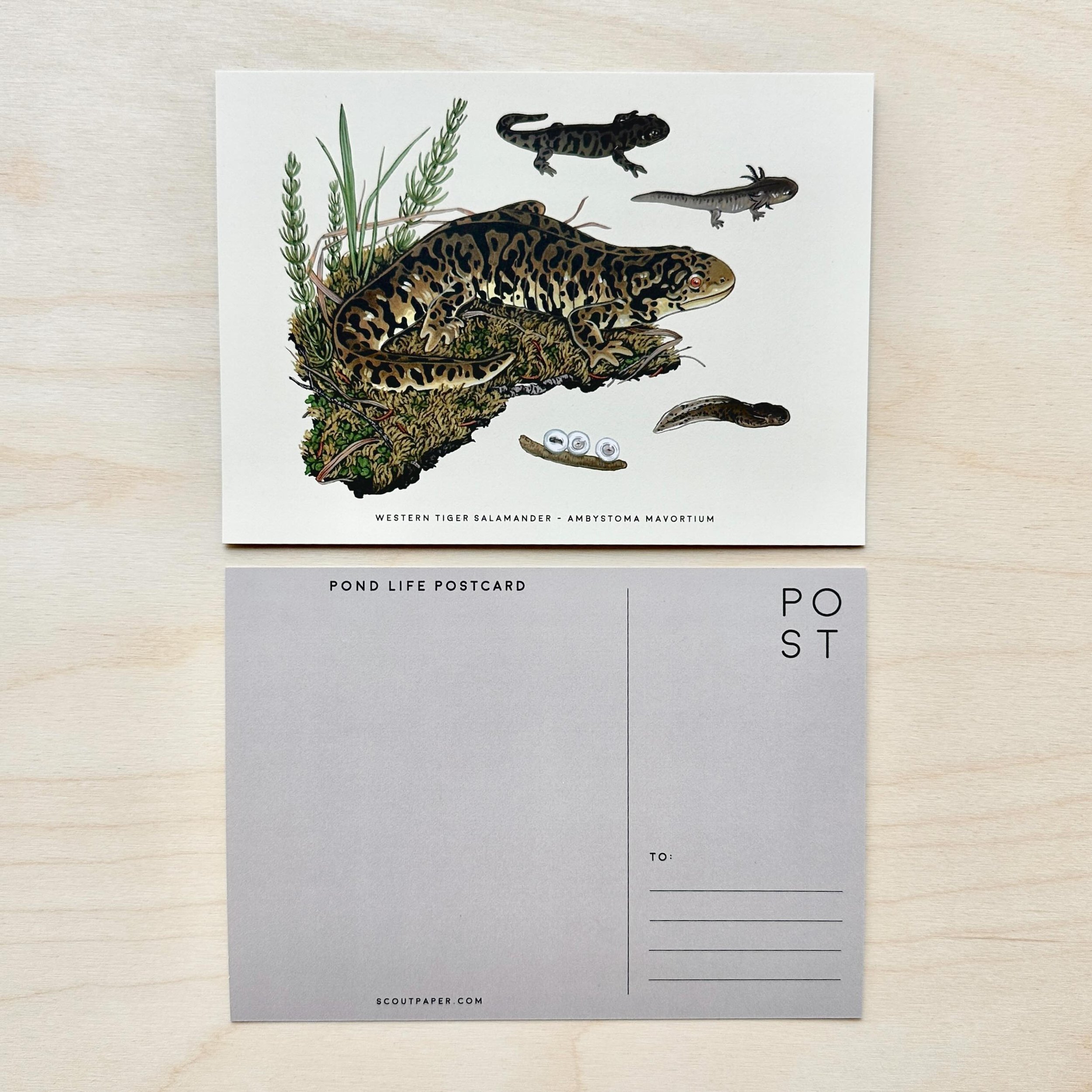 Western Tiger Salamander, one of 8 postcards in the Pond Life postcard pack.
