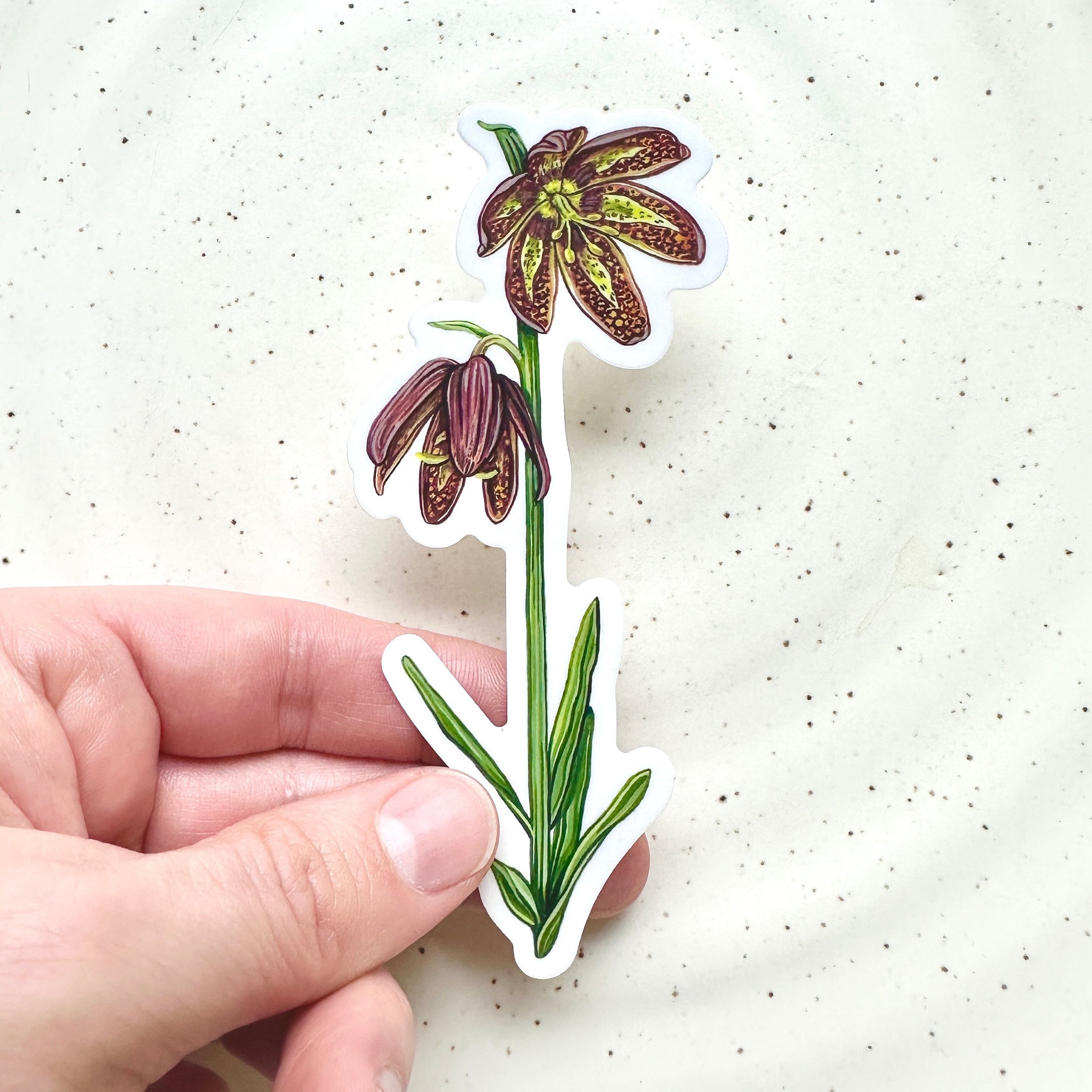 Chocolate Lily vinyl sticker 🌞